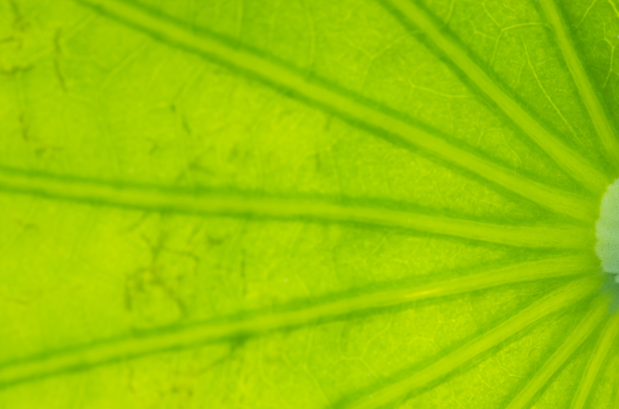 Canon EOS 70D + Canon EF 100mm F2.8L Macro IS USM sample photo. Translucent leaf photography