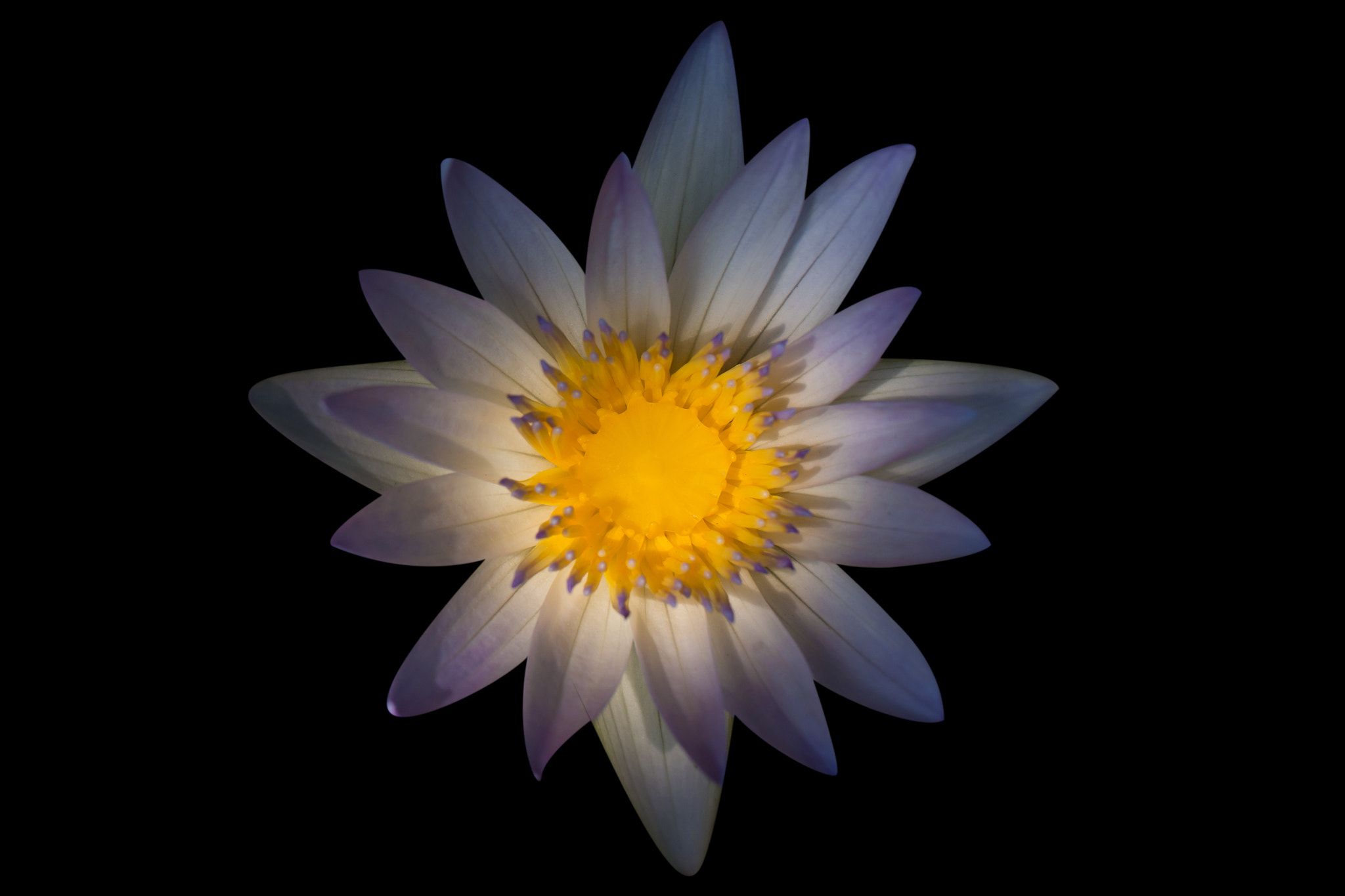 Canon EOS 70D + Canon EF 100mm F2.8L Macro IS USM sample photo. Bloom violet lotus on top view on black background photography