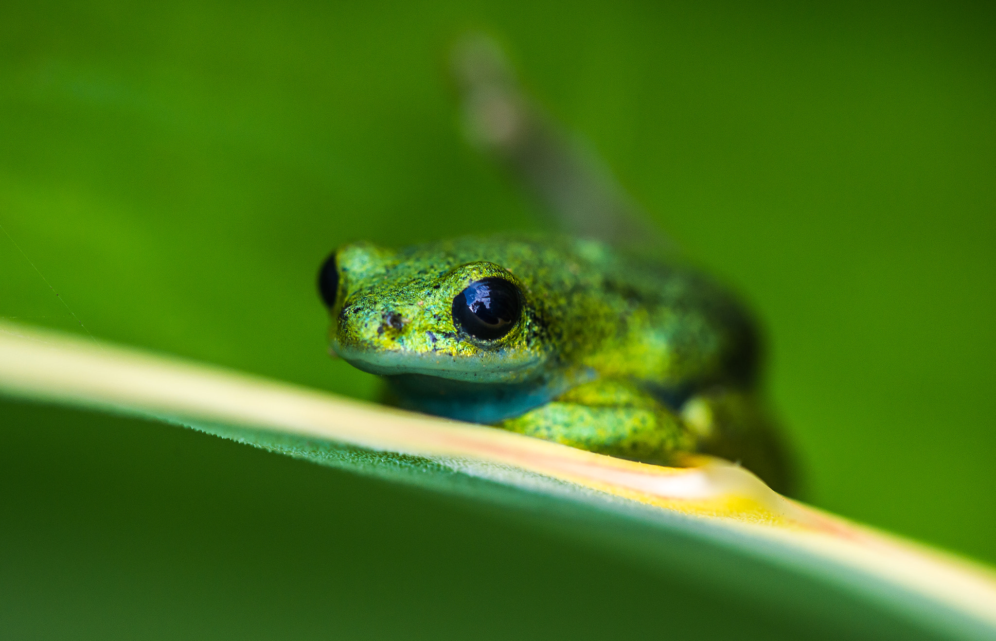 Nikon Df + Nikon AF Micro-Nikkor 200mm F4D ED-IF sample photo. Greeny photography