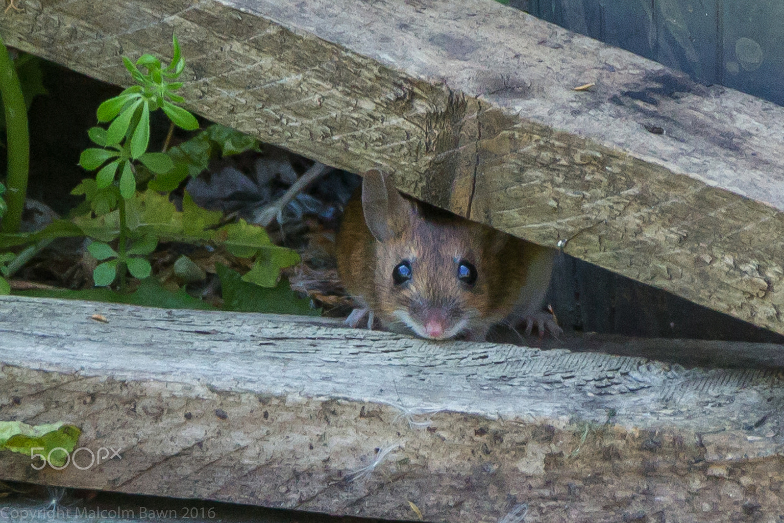 Sigma 18-250mm F3.5-6.3 DC OS HSM sample photo. One brown mouse photography