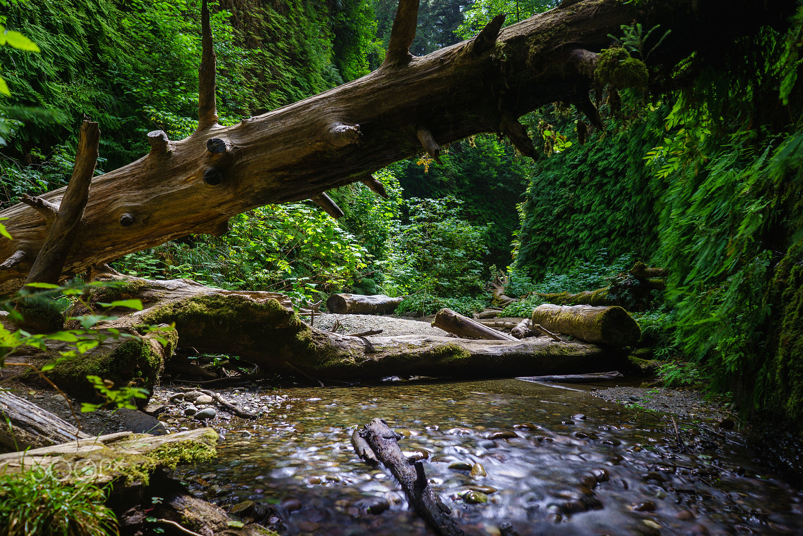 Sony a7R + Sony FE 28mm F2 sample photo. Fern canyon photography