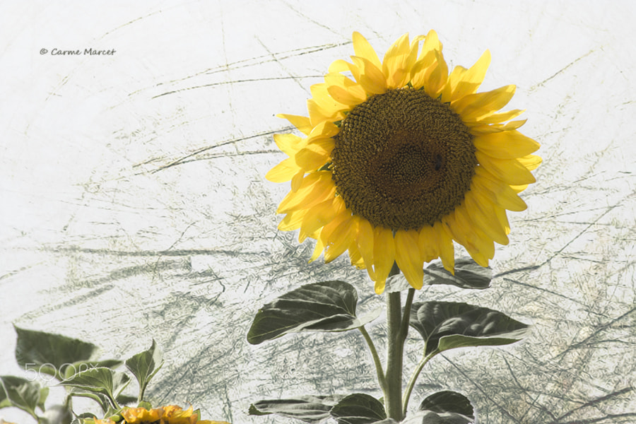 Canon EF 55-200mm F4.5-5.6 II USM sample photo. Painting sunflowers photography