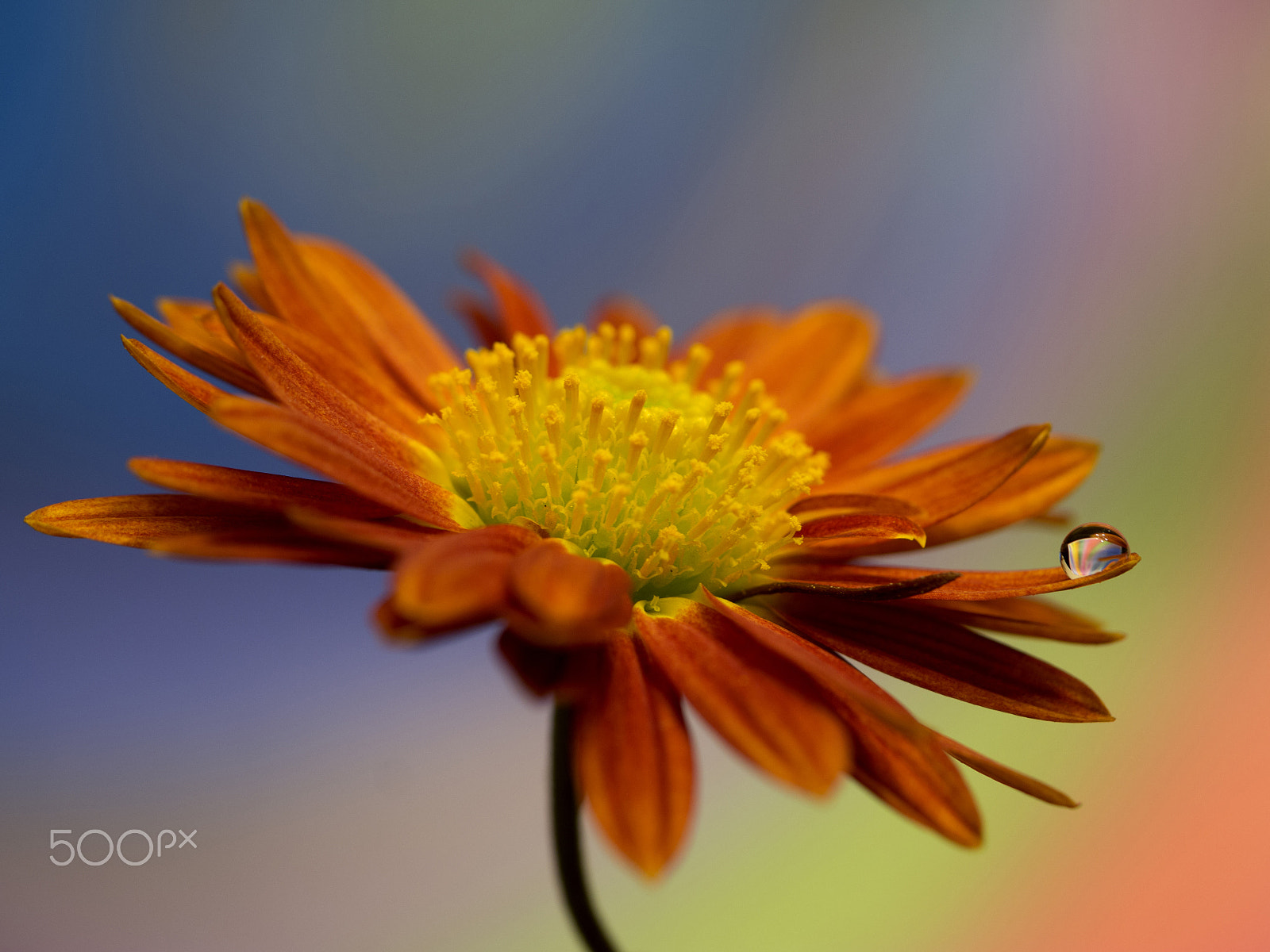 Samsung NX300 + Samsung NX 60mm F2.8 Macro ED OIS SSA sample photo. ... photography