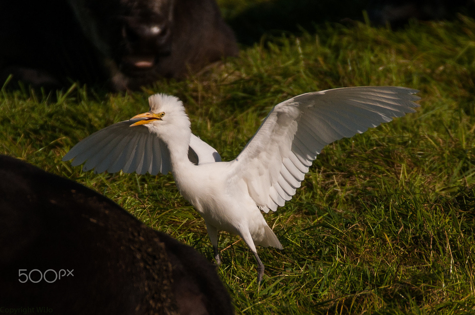 Sigma 150-600mm F5-6.3 DG OS HSM | C sample photo. Cattle egret / koereiger photography
