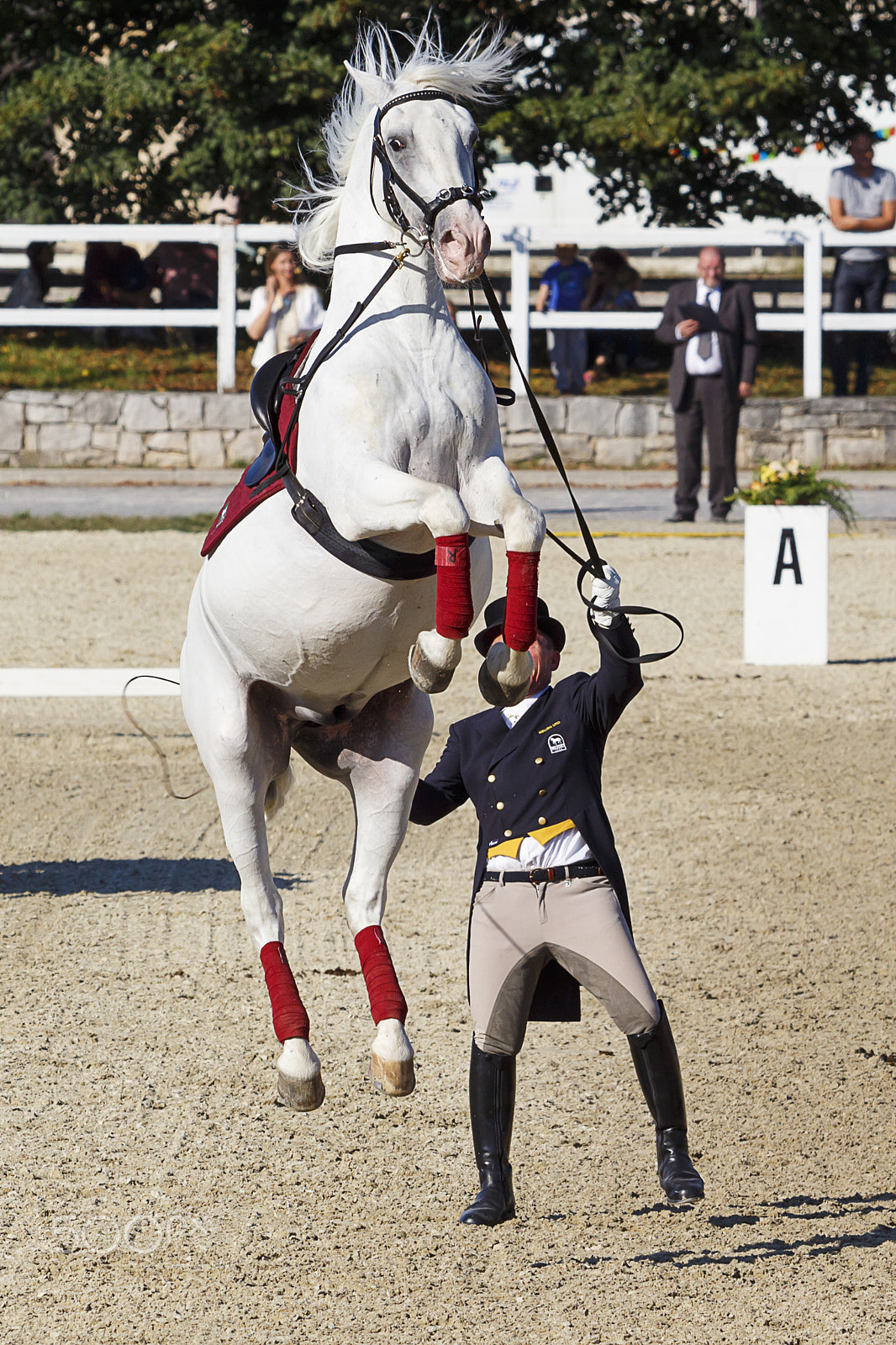 Canon EF 70-200mm F2.8L USM sample photo. Flying lipizzaner photography