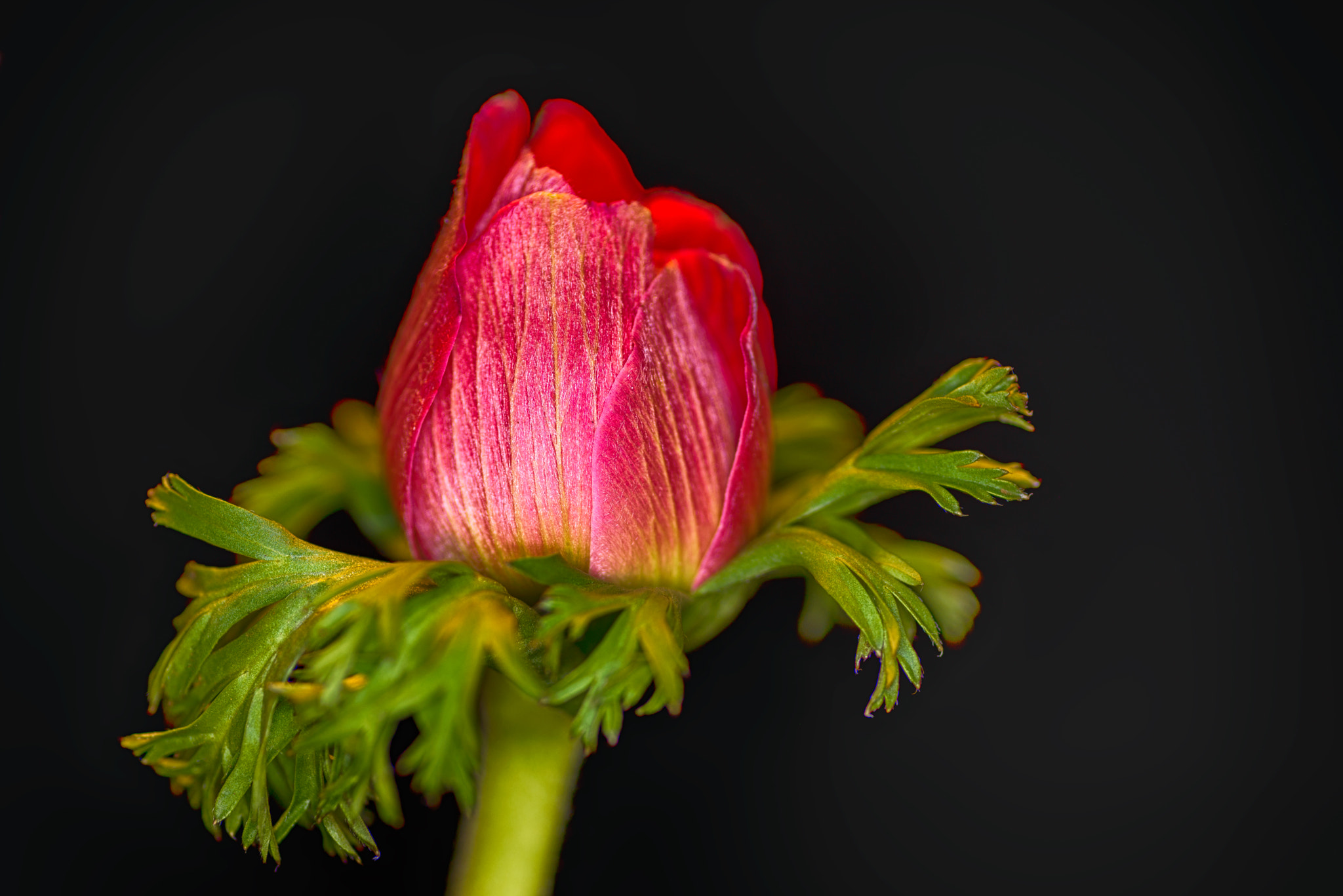 Tokina AT-X Pro 100mm F2.8 Macro sample photo. To be more red photography
