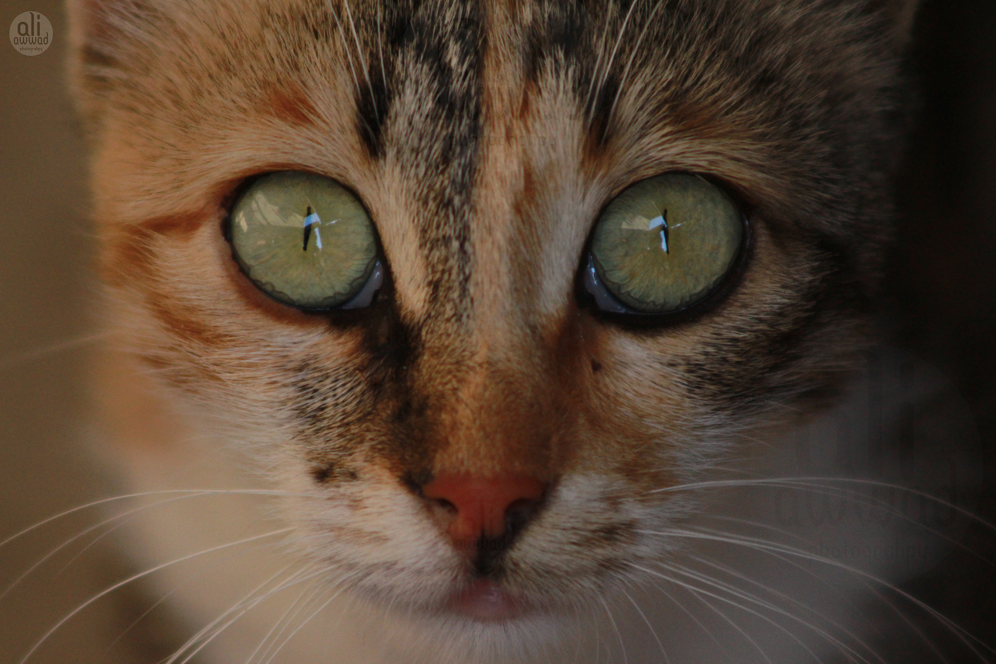 Canon EF 90-300mm F4.5-5.6 USM sample photo. Img photography