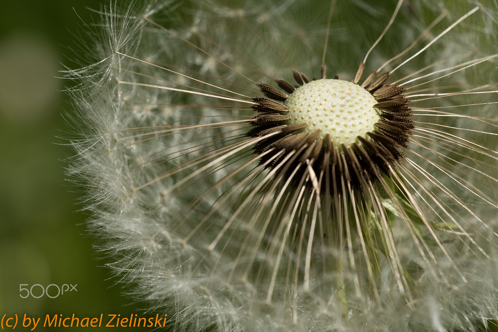 Sigma 150mm F2.8 EX DG OS Macro HSM sample photo. Pusteblume photography