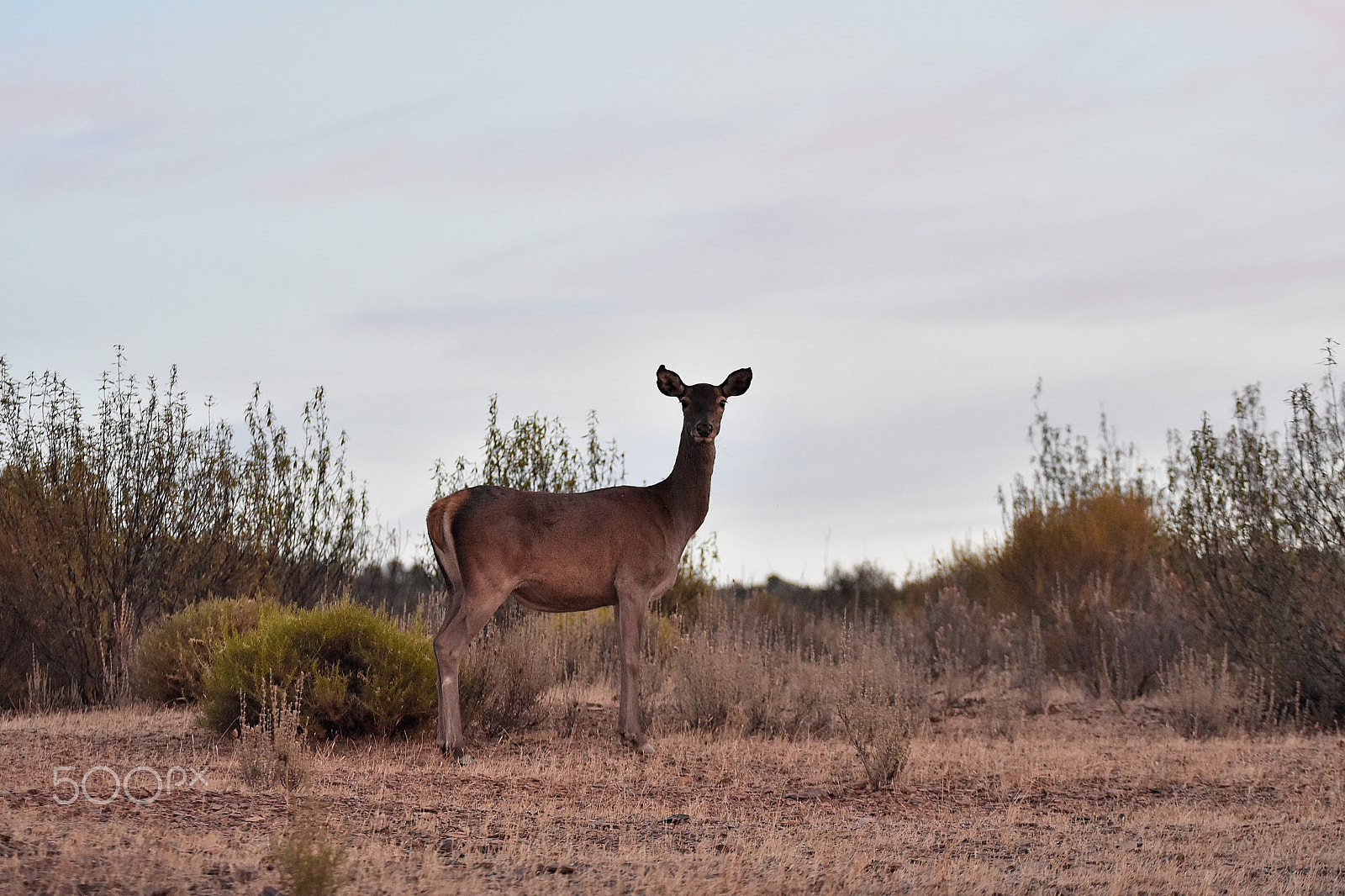 Tamron SP 70-200mm F2.8 Di VC USD sample photo. Doe (cervus elaphus) photography