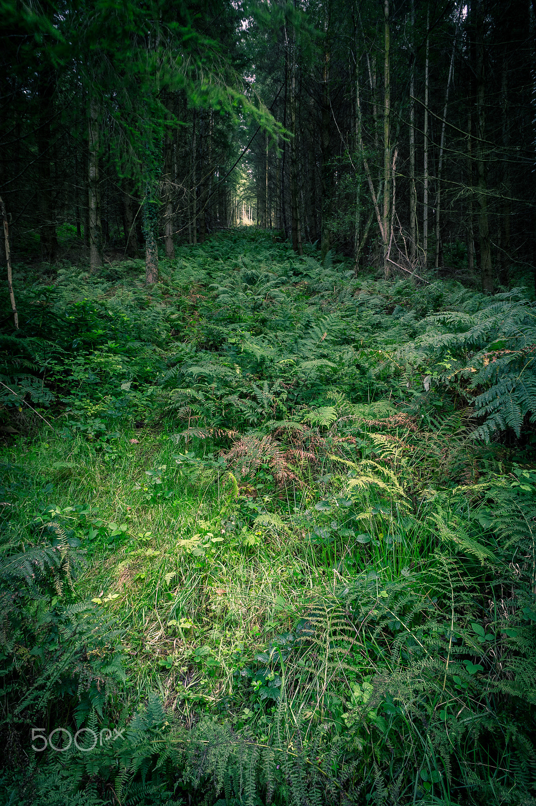 Sony Alpha NEX-5 sample photo. Step into the woods photography