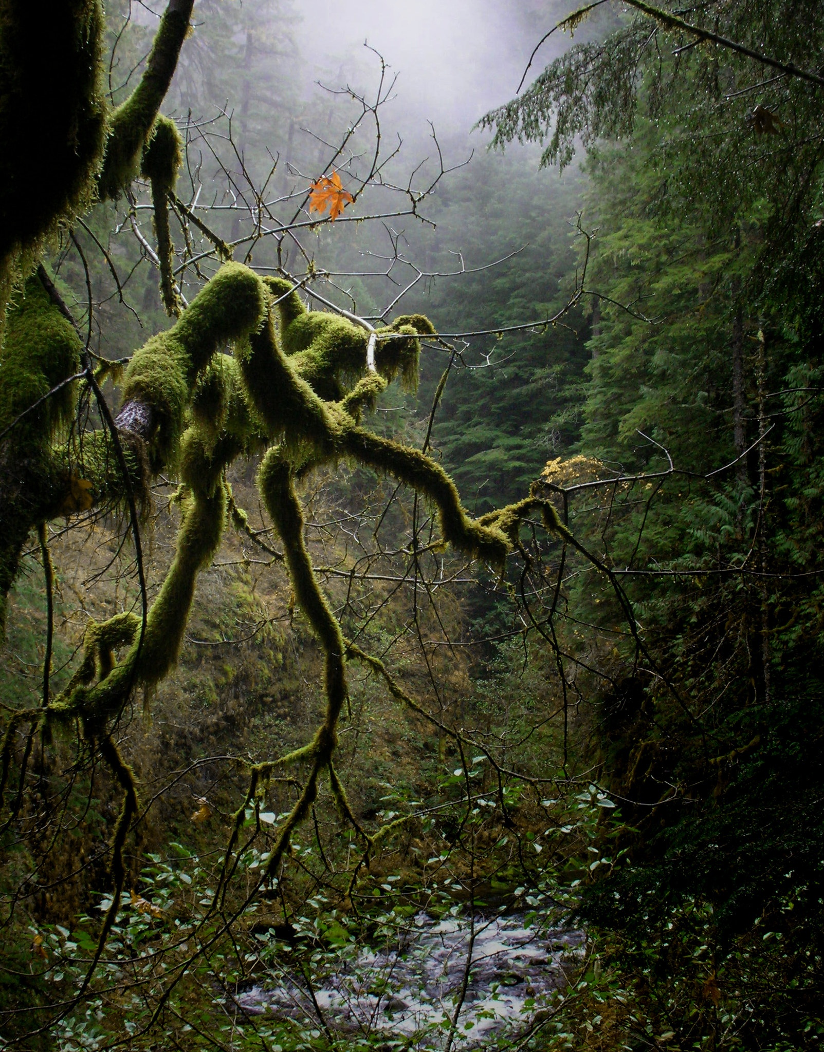 Nikon S2 sample photo. Tree-monster in the rainforest photography