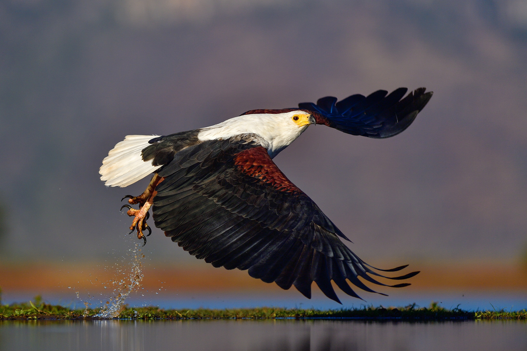 Nikon AF-S Nikkor 300mm F2.8G ED VR II sample photo. Take off photography