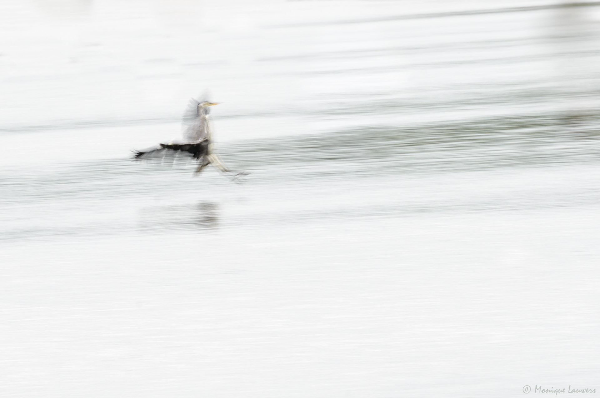 Nikon D600 sample photo. The heron is landing photography