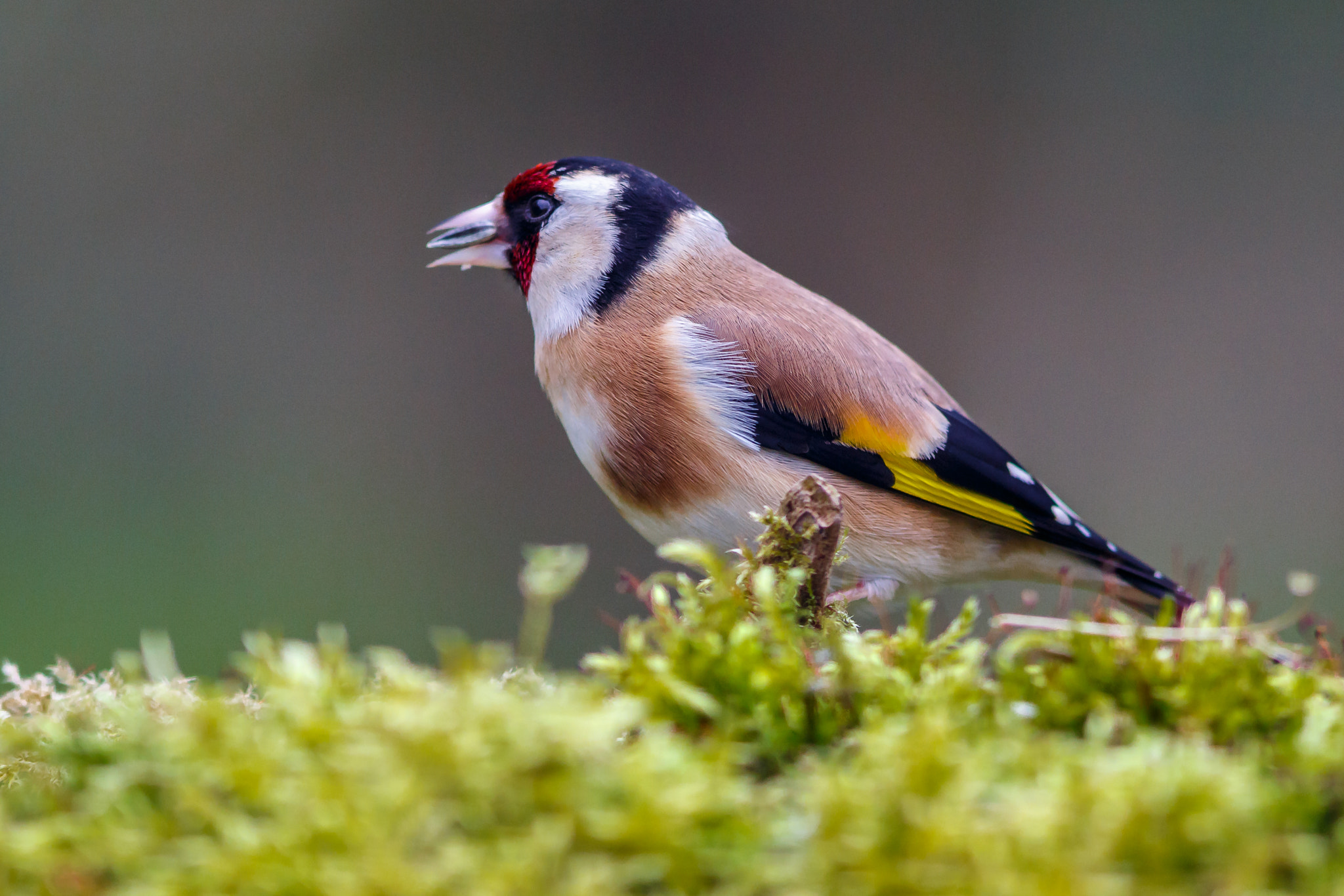 Canon EF 300mm F4L IS USM sample photo. European goldfinch photography
