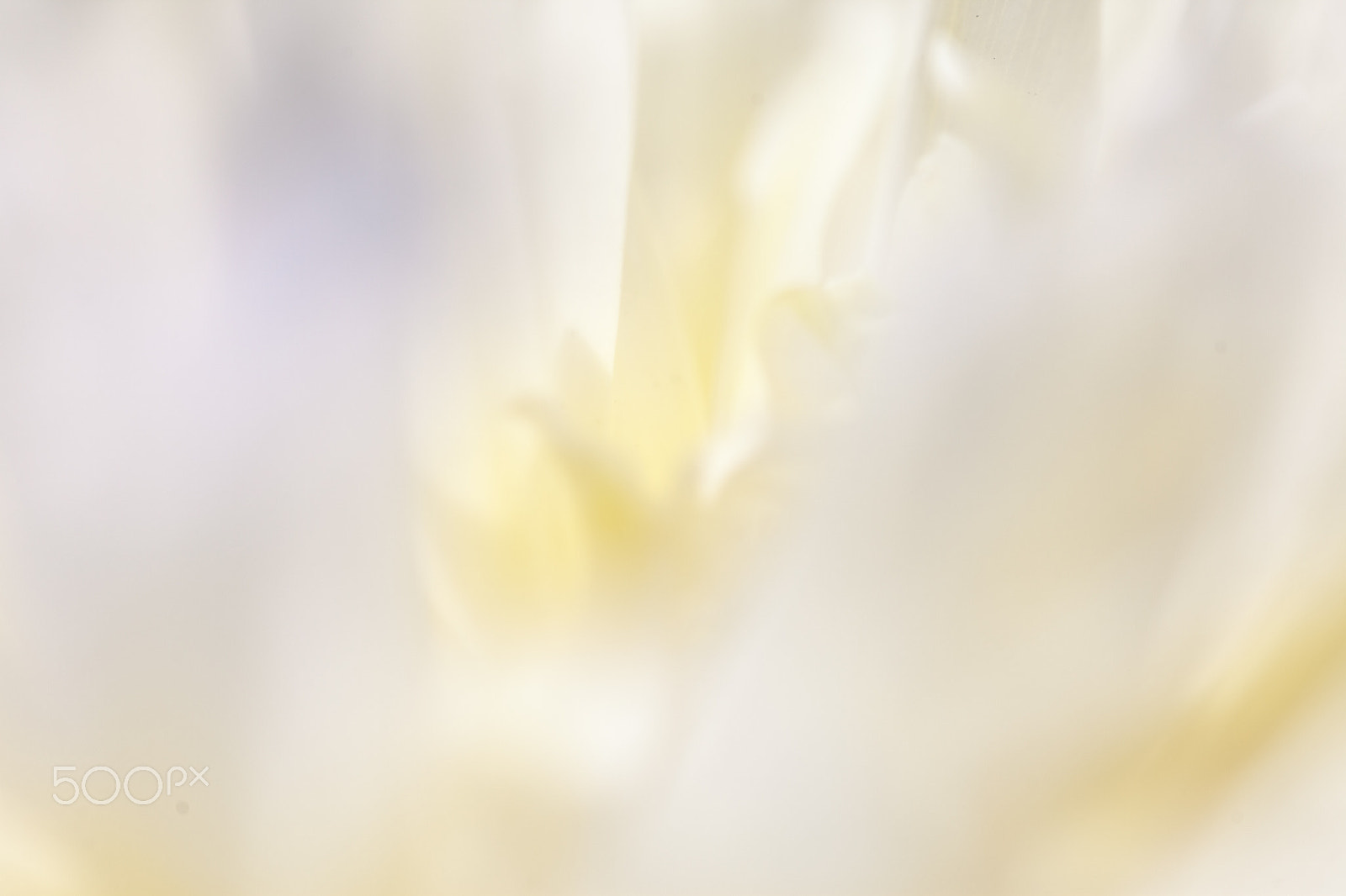 Canon EOS 5D Mark II sample photo. Close up of pale peony flower. photography