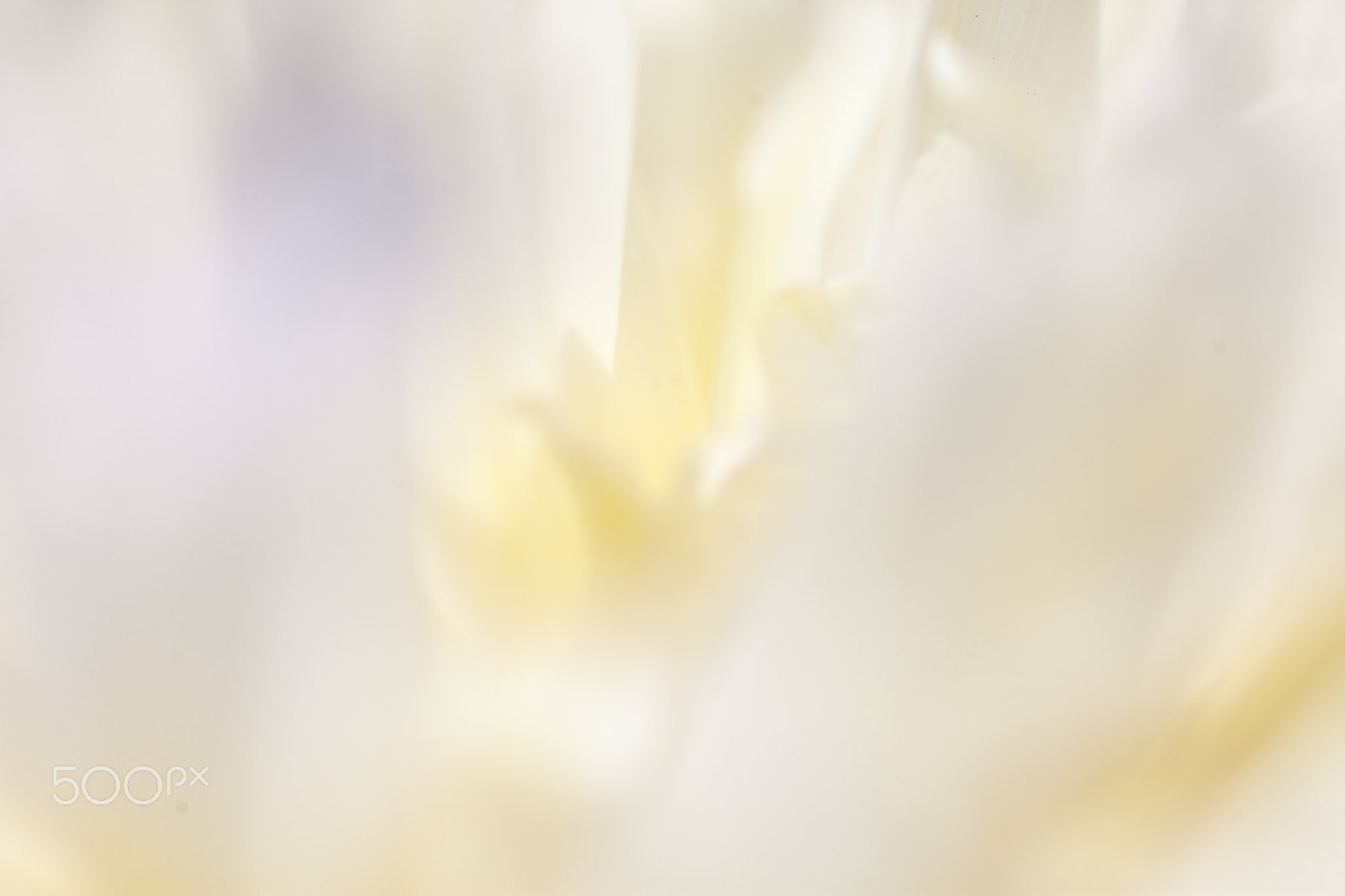 Canon EF 100mm F2.8L Macro IS USM sample photo. Close up of pale peony flower. photography