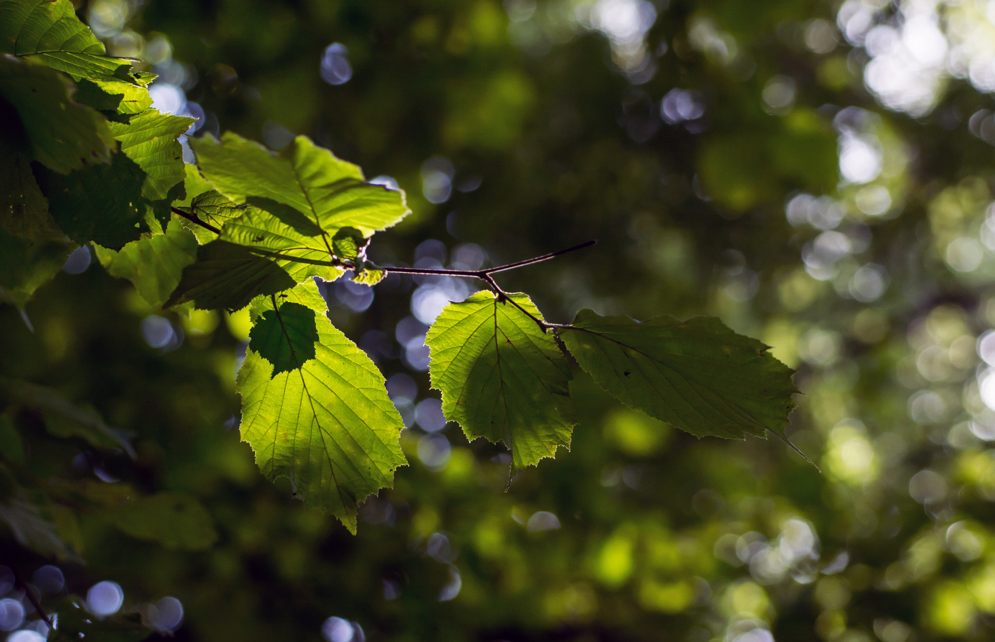 Nikon D7100 sample photo. A bit of back light. photography