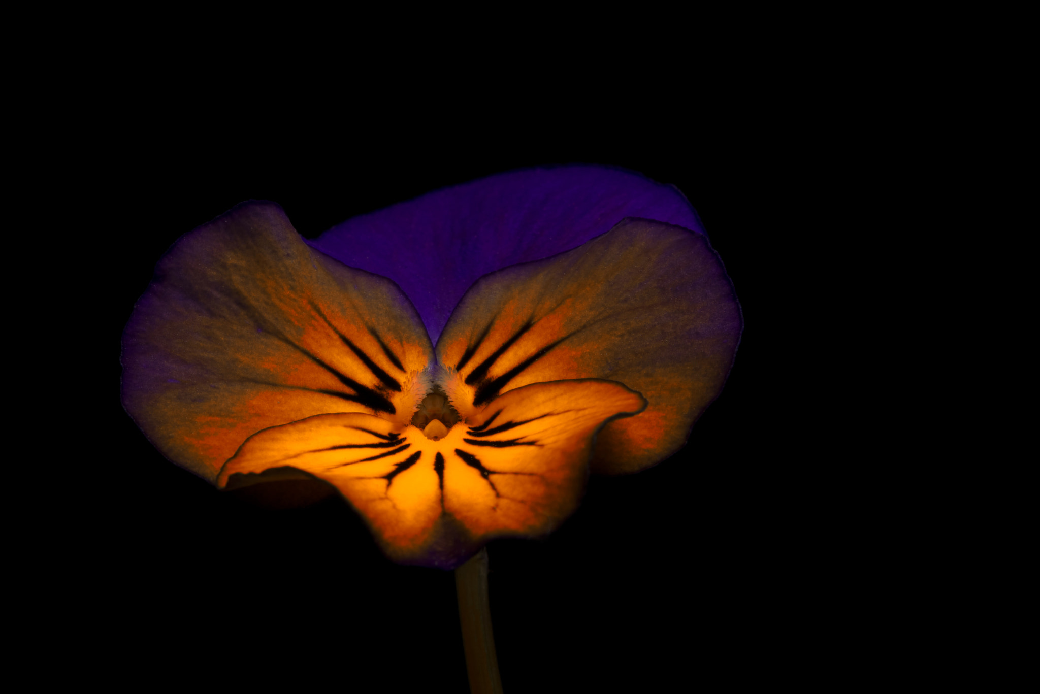Tokina AT-X Pro 100mm F2.8 Macro sample photo. To be at night photography