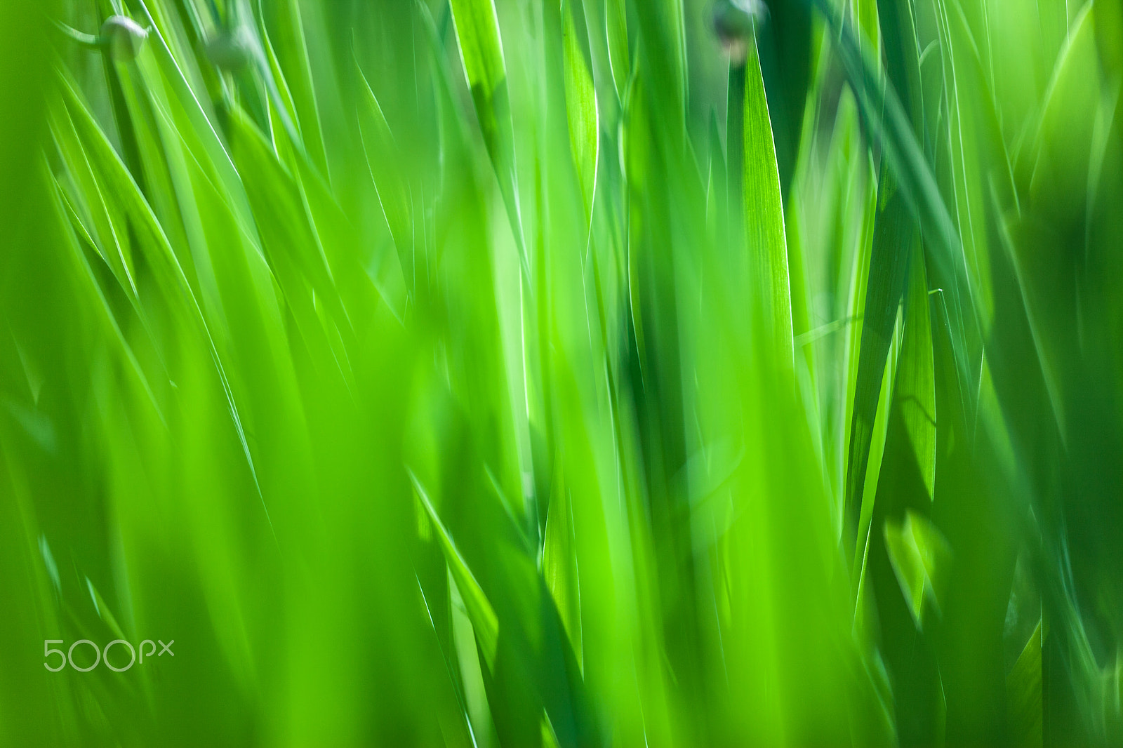 Canon EF 100mm F2.8L Macro IS USM sample photo. Green grass soft focus macro photo. photography