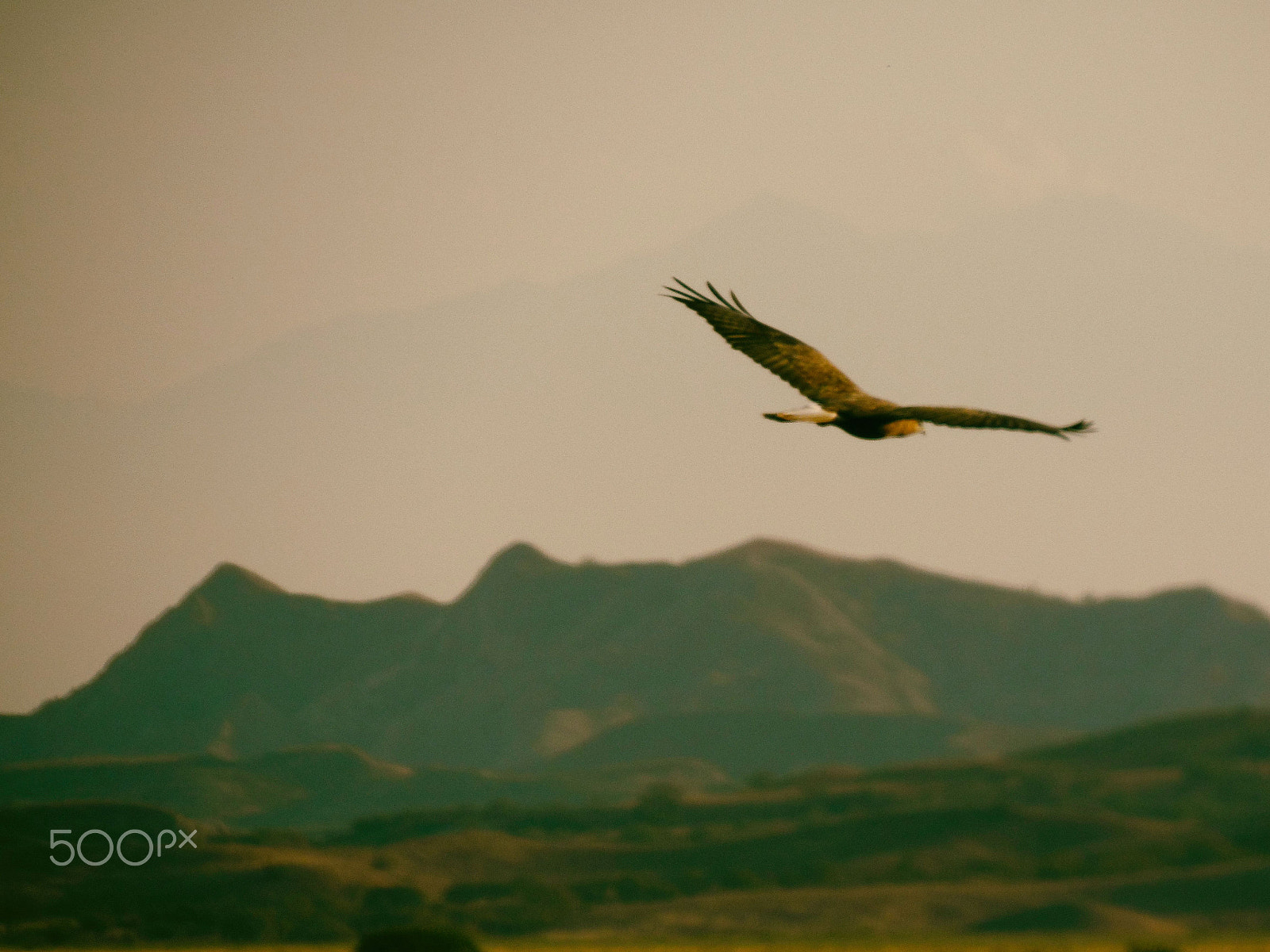 Samsung WB2200F sample photo. Common buzzard photography