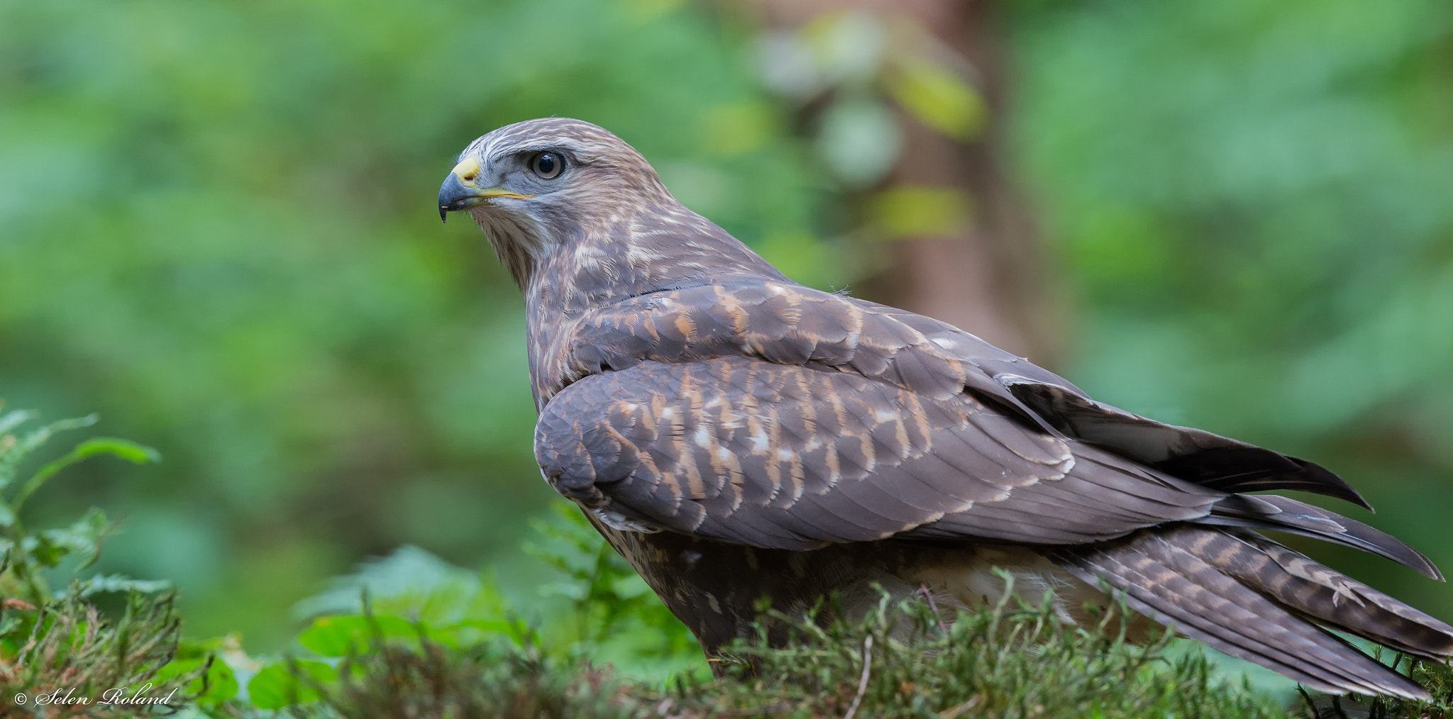 Nikon D4 sample photo. Buizerd - buzzard photography