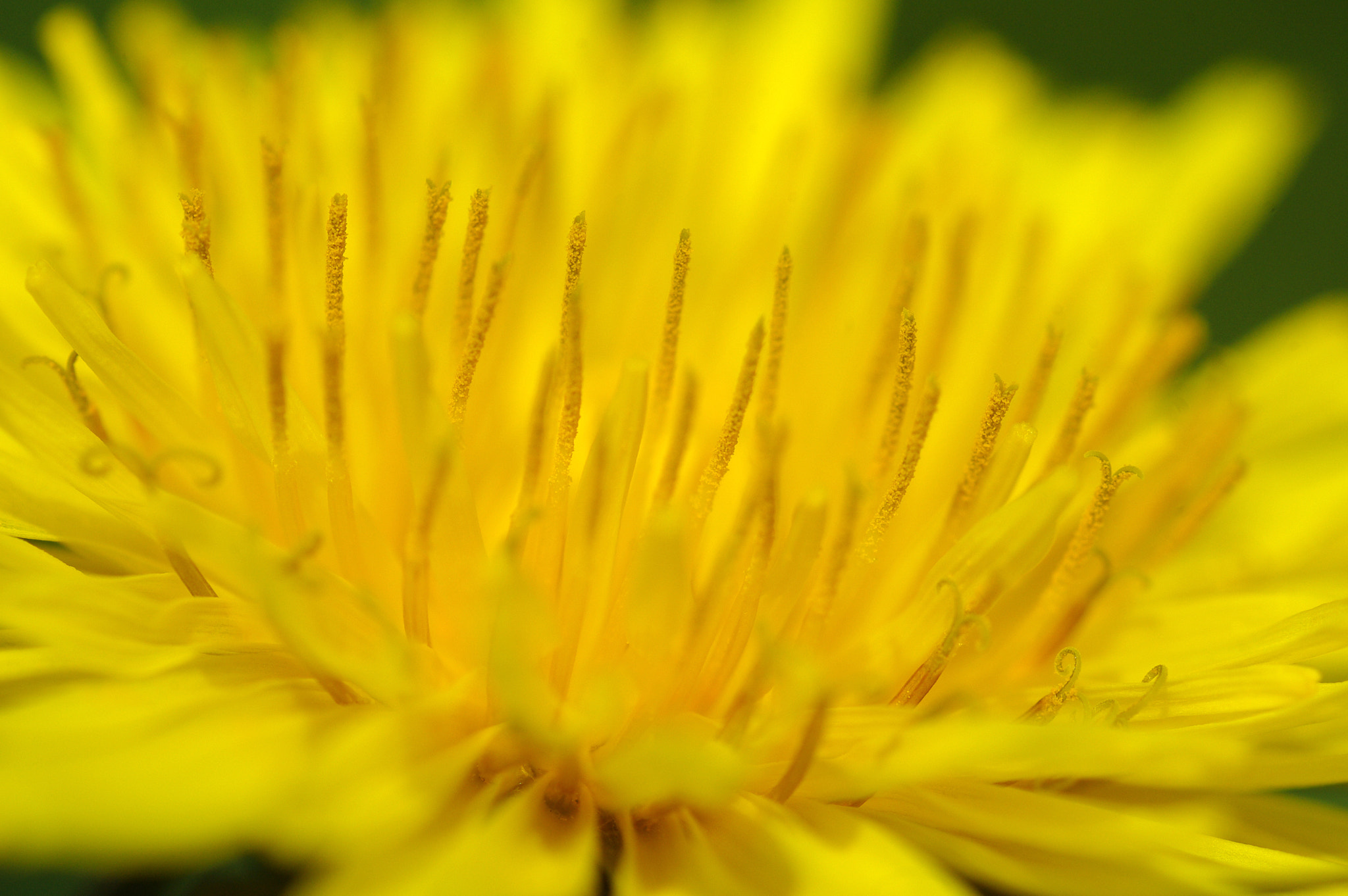 Pentax K200D + Tamron SP AF 90mm F2.8 Di Macro sample photo. Dandelion macro photography