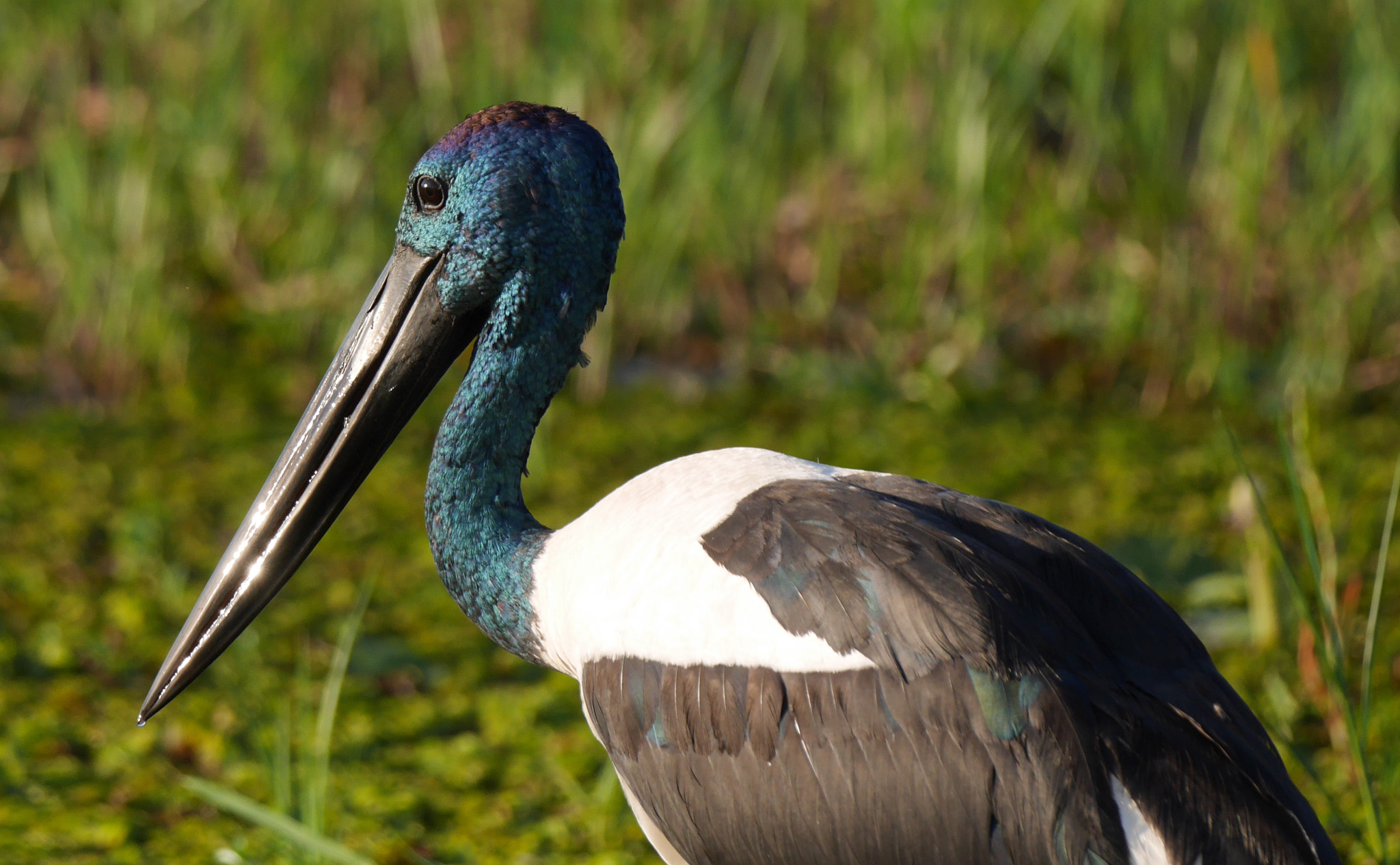 Panasonic Lumix DMC-GX7 sample photo. Male jabiru closeup photography