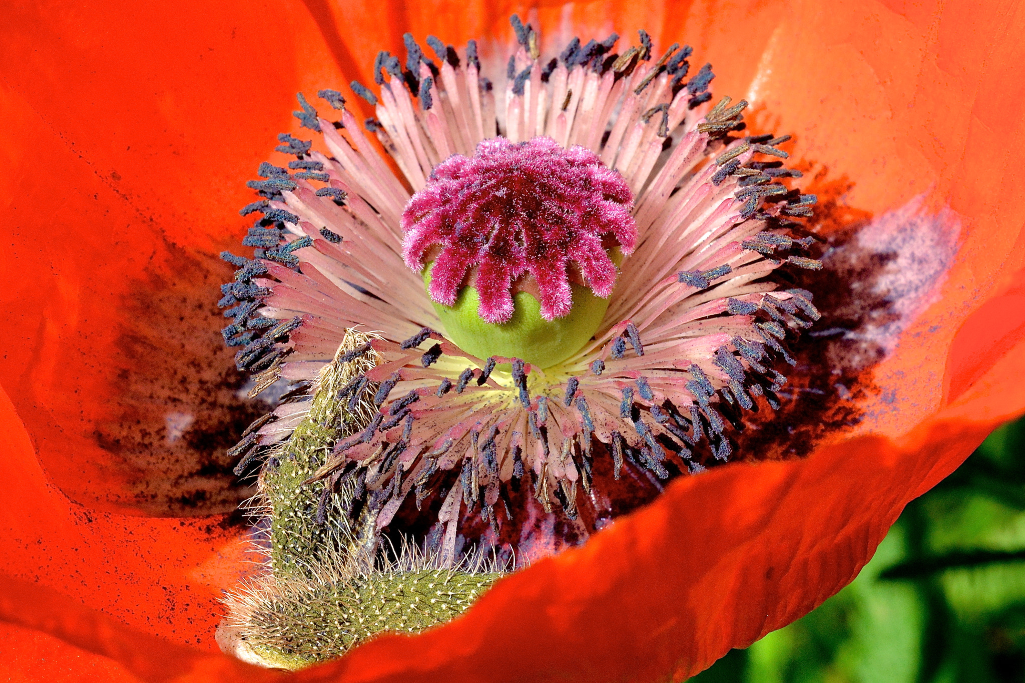 Nikon D800 + Nikon AF Micro-Nikkor 60mm F2.8D sample photo. Heart of the poppy photography