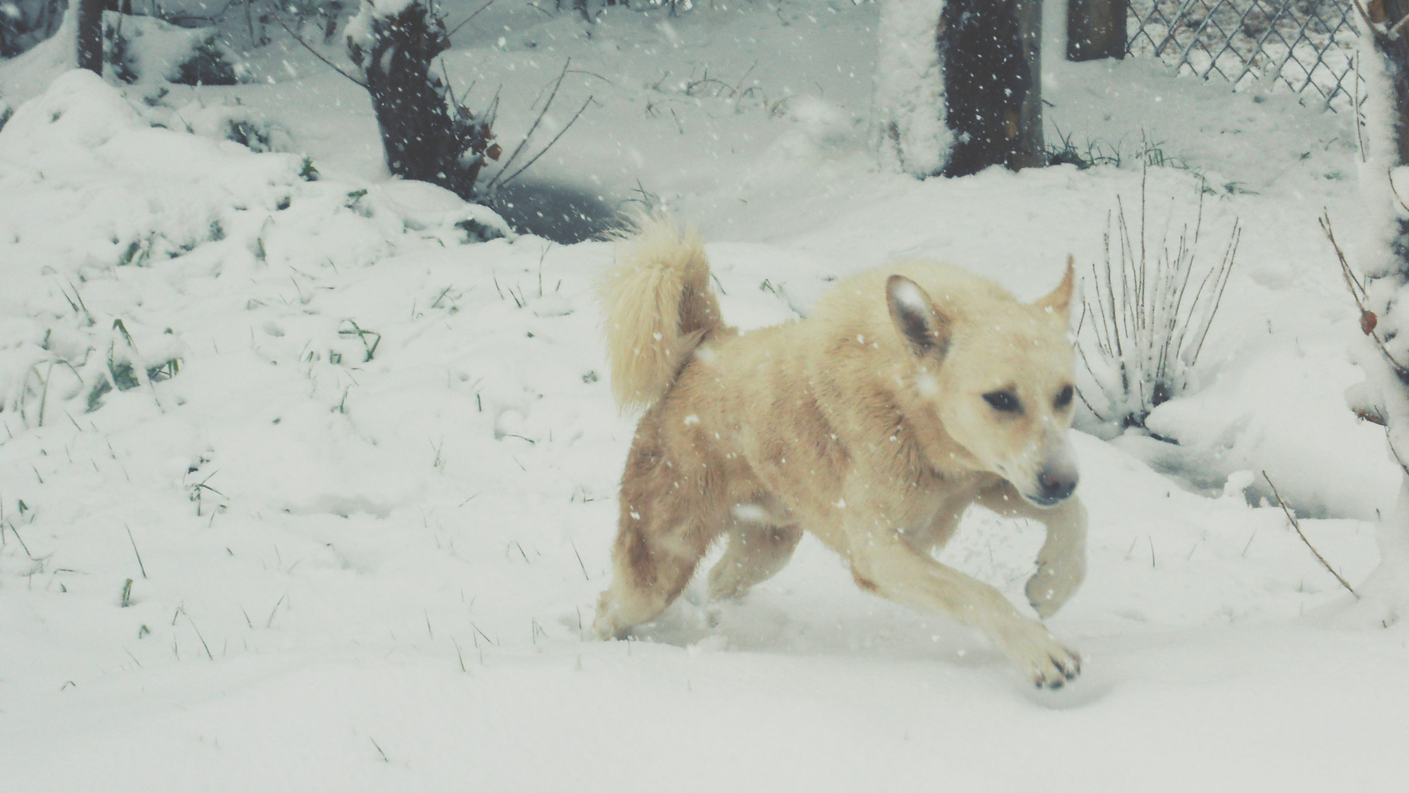 Nikon Coolpix S570 sample photo. Rocky the wolfdog photography