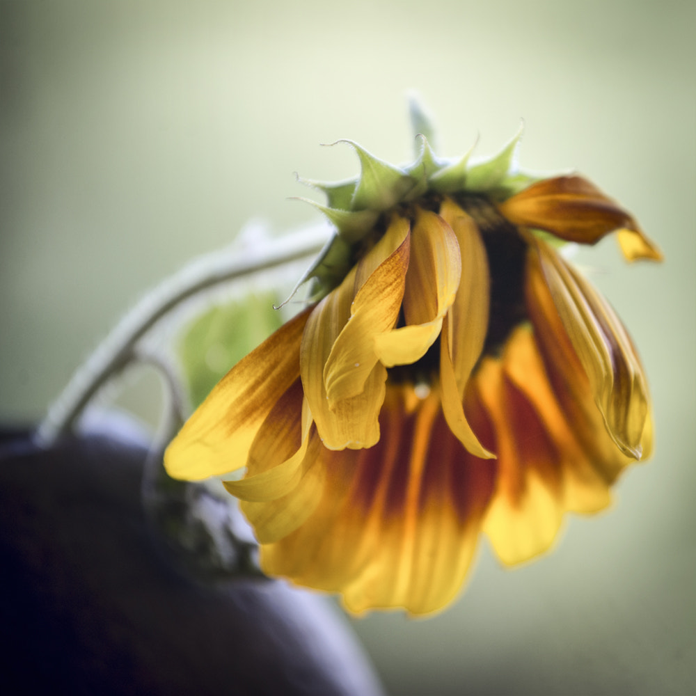 Nikon AF-S Nikkor 70-200mm F4G ED VR sample photo. Droopy sunflower photography