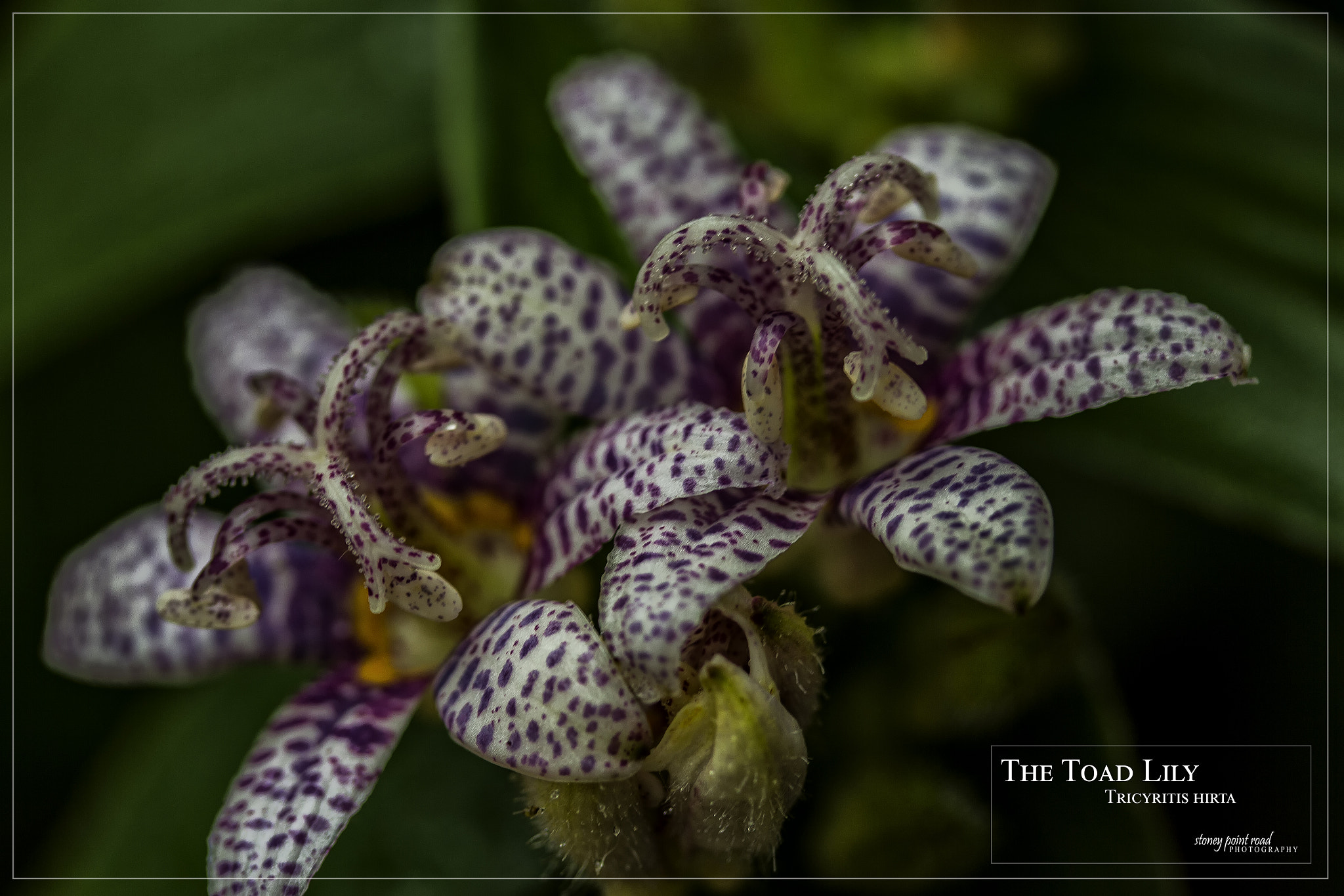 Canon EF-S 60mm F2.8 Macro USM sample photo. Toad lily photography