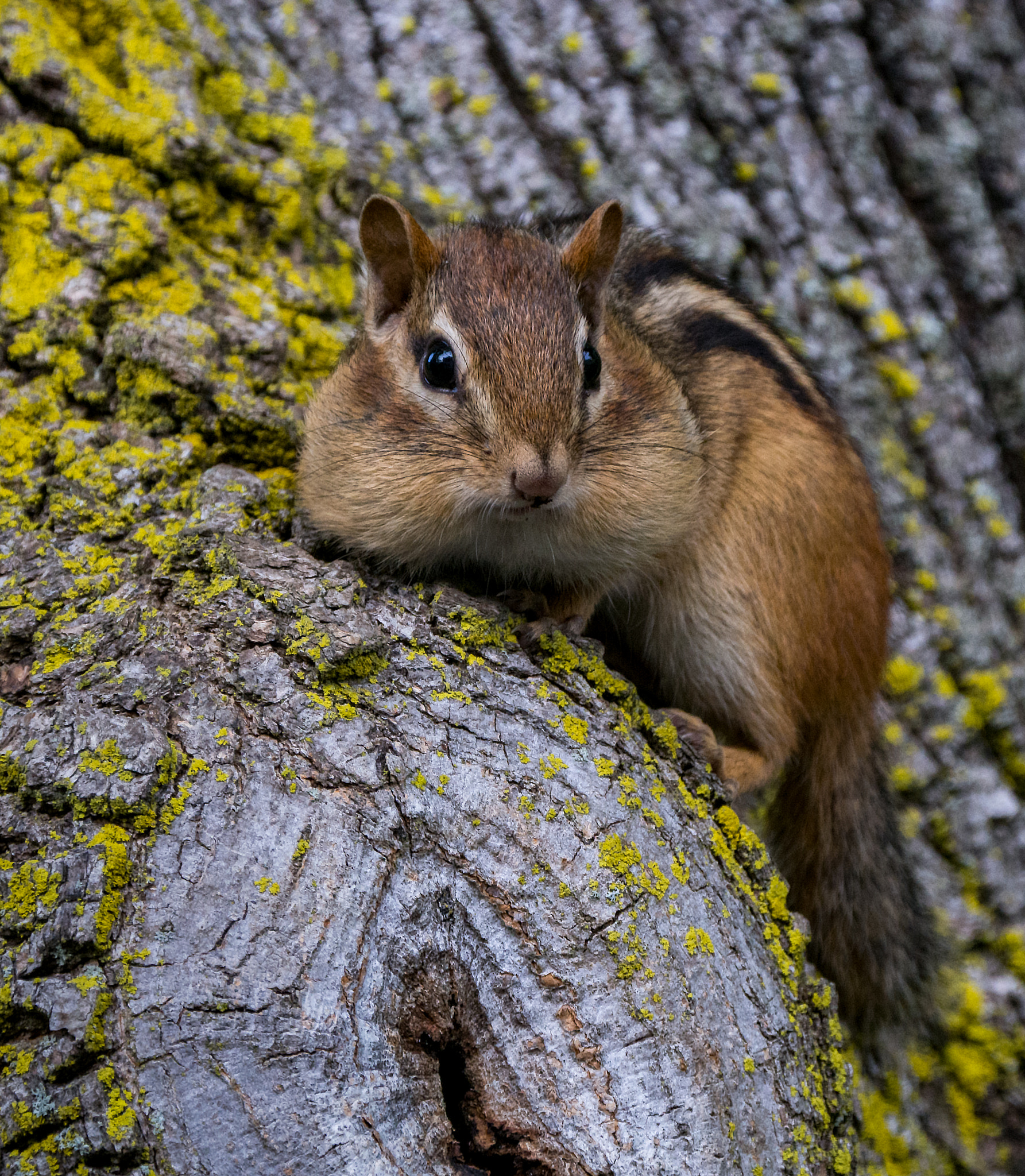 Olympus OM-D E-M10 II + LEICA DG 100-400/F4.0-6.3 sample photo. Chipmunk cheeks photography