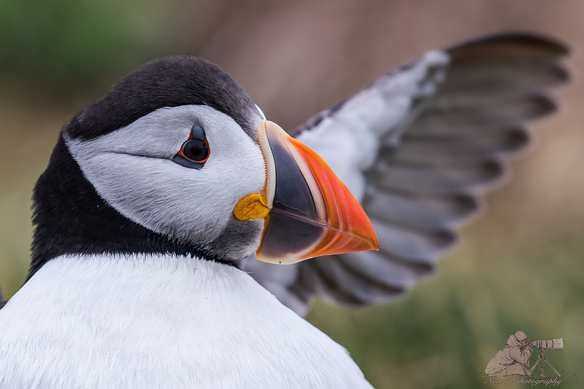 Canon EF 300mm F2.8L IS II USM sample photo. Filtered photography