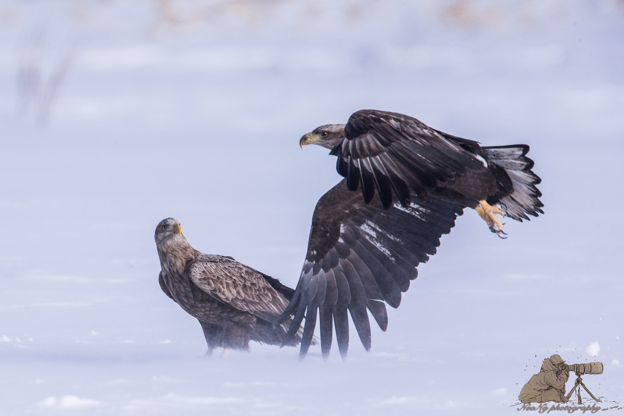 Canon EF 600mm F4L IS II USM sample photo. Neo photography