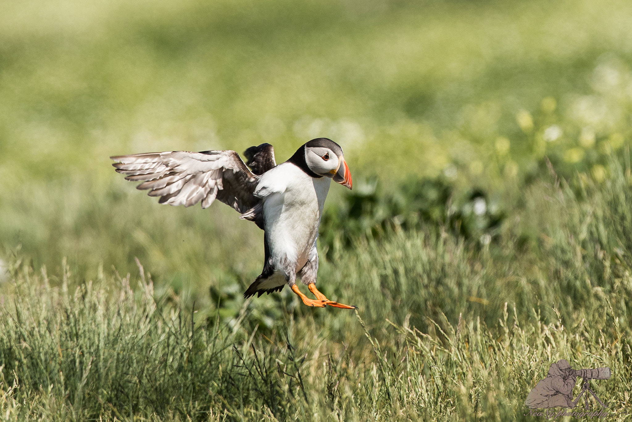 Canon EOS-1D X Mark II + Canon EF 300mm F2.8L IS II USM sample photo. Neo_2538-2.jpg photography