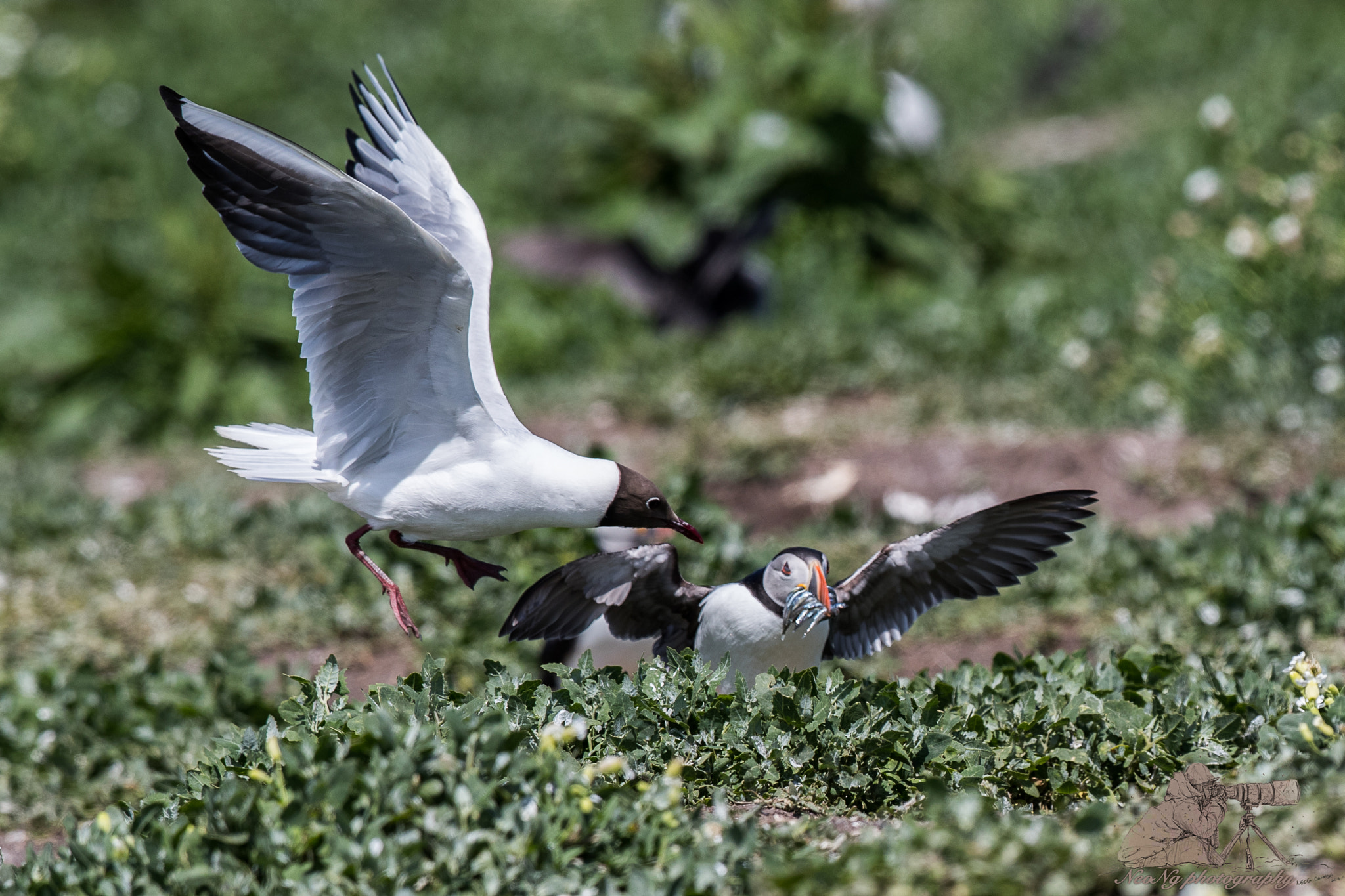Canon EF 300mm F2.8L IS II USM sample photo. Neo photography