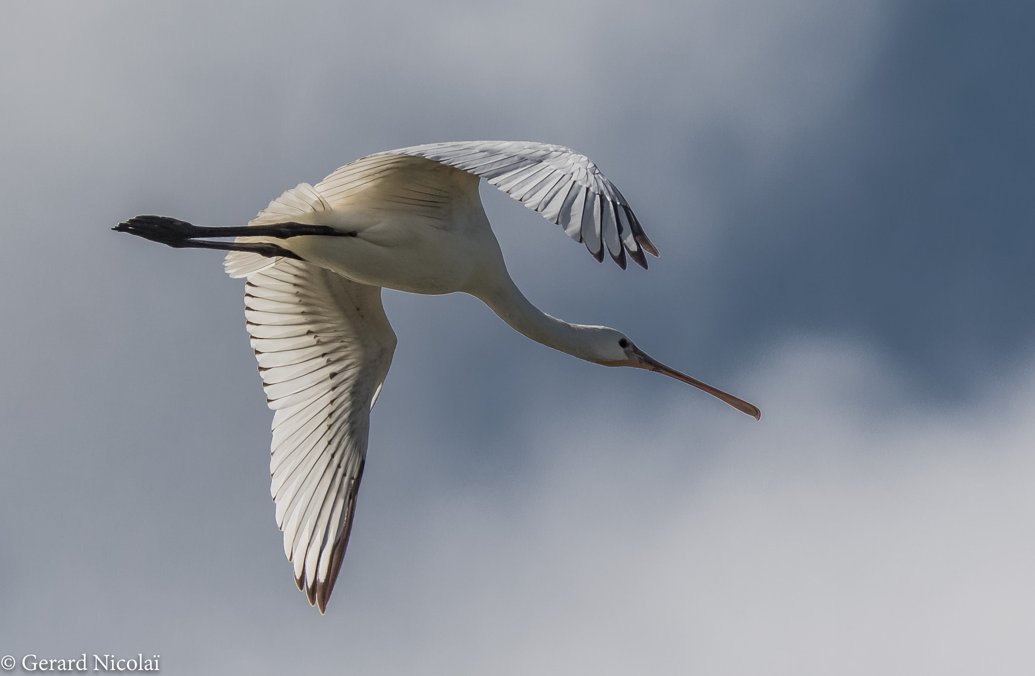 Canon EOS 7D Mark II sample photo. Flying spoonbill photography