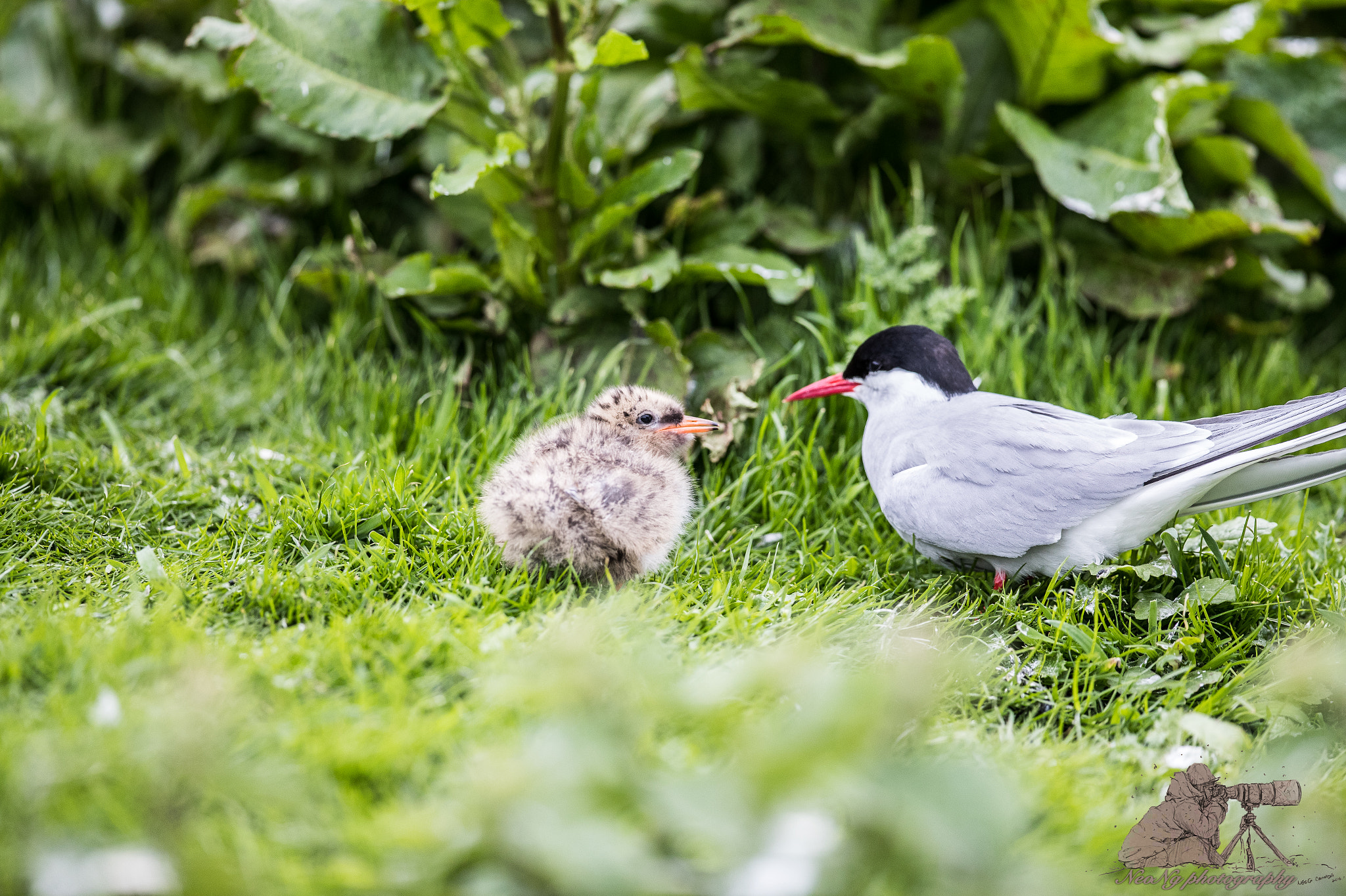 Canon EF 300mm F2.8L IS II USM sample photo. Neo photography