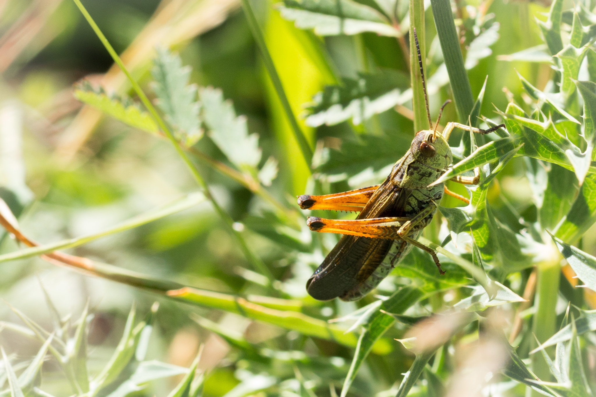 Canon EOS 70D + Canon EF 100mm F2.8L Macro IS USM sample photo. Entre espinas photography