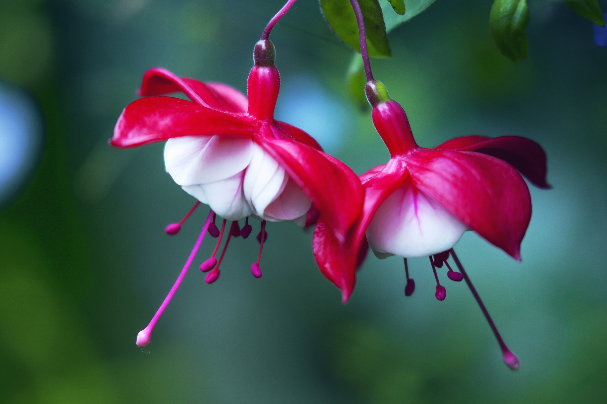 Canon EF 100mm F2.8 Macro USM sample photo. Fucsia photography