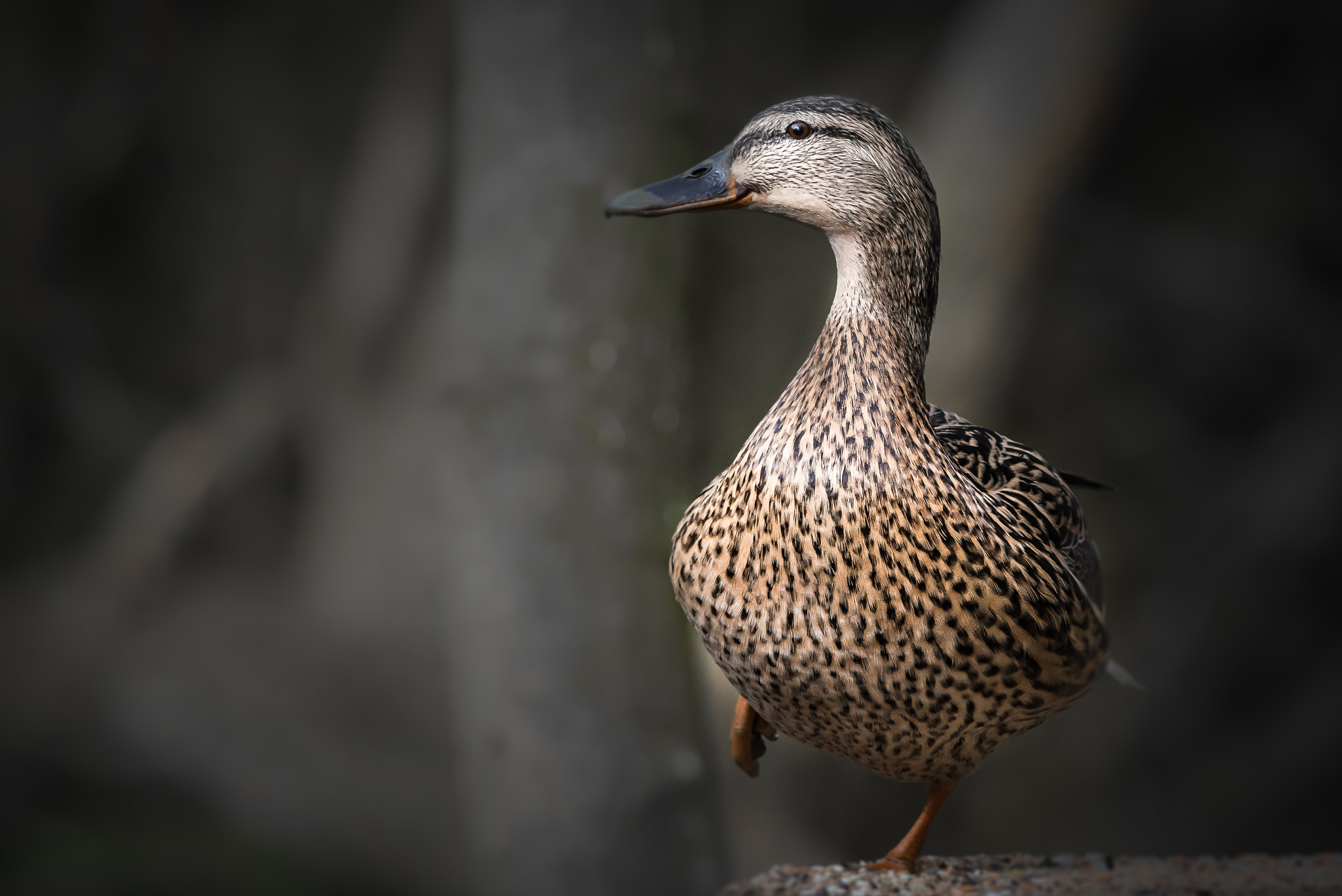 Nikon D800 sample photo. Duck showing off standing on one leg photography