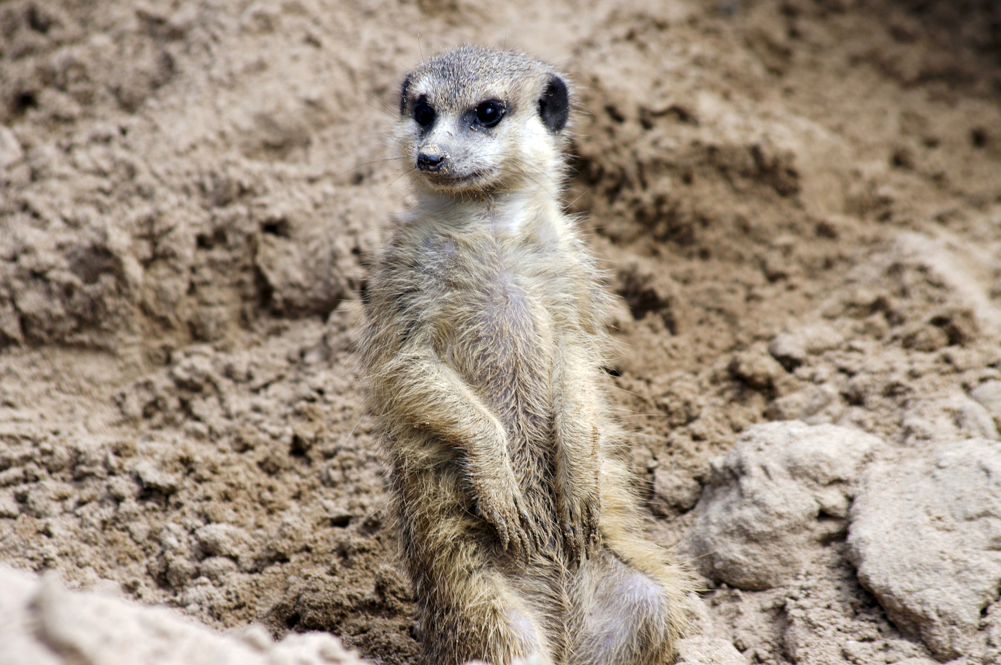 Pentax K-r + Pentax smc DA 55-300mm F4.0-5.8 ED sample photo. Meerkat photography