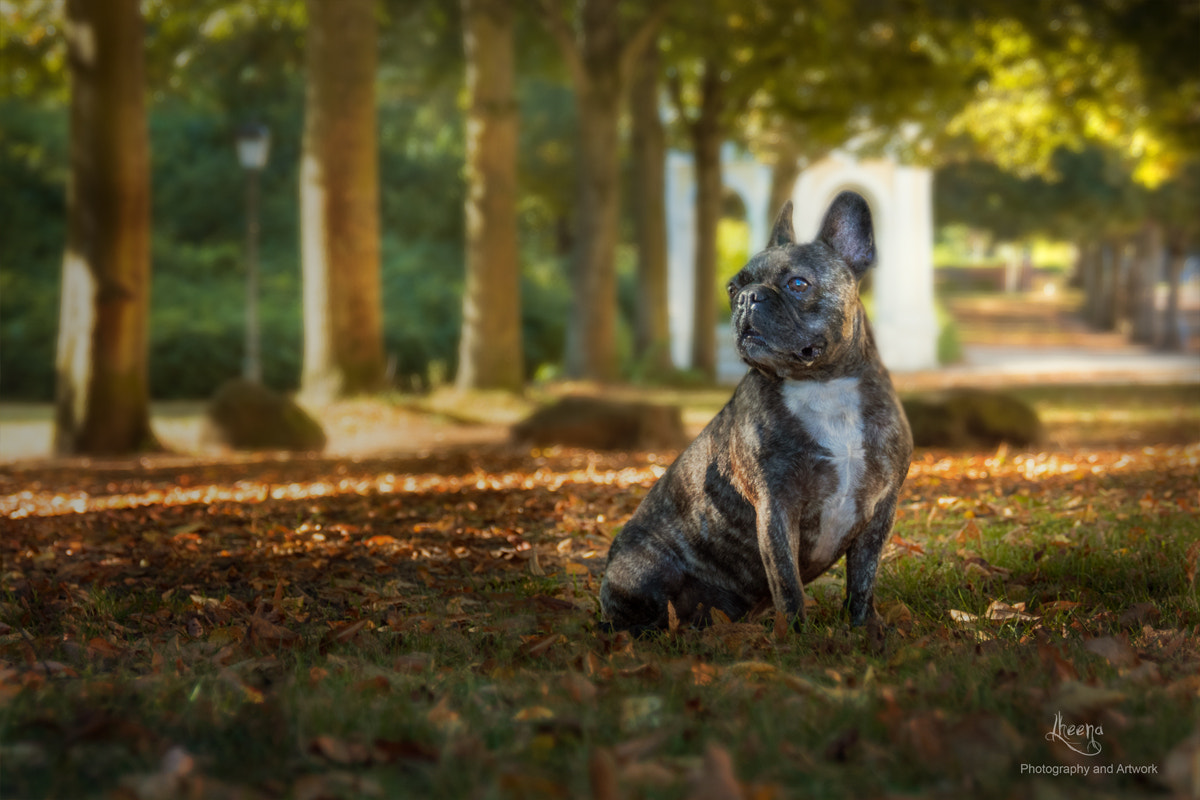 OLYMPUS 18mm-180mm Lens sample photo. Autumn at the park... photography