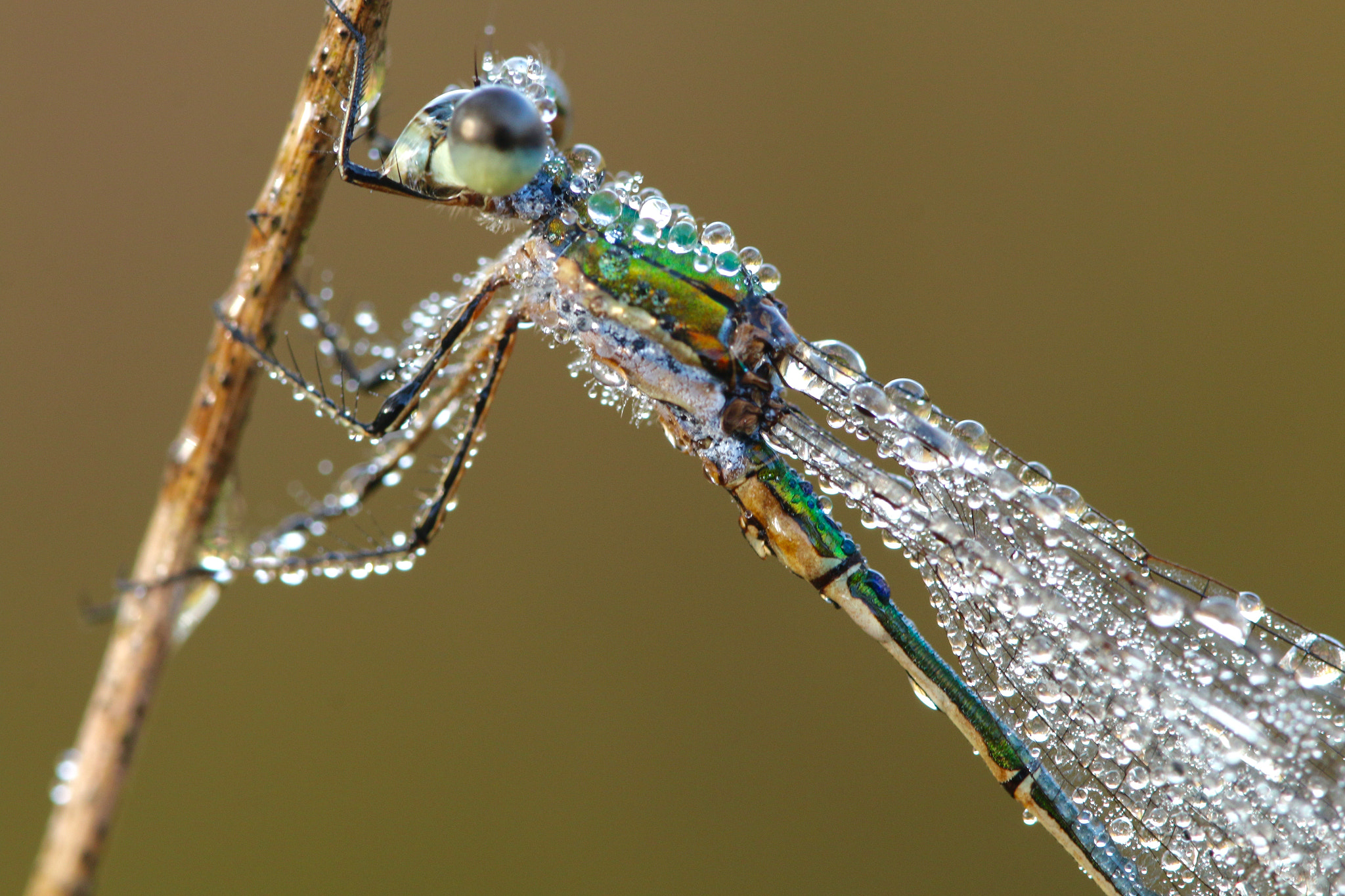 Canon EOS 70D + Canon EF 100mm F2.8L Macro IS USM sample photo. Sleeping photography