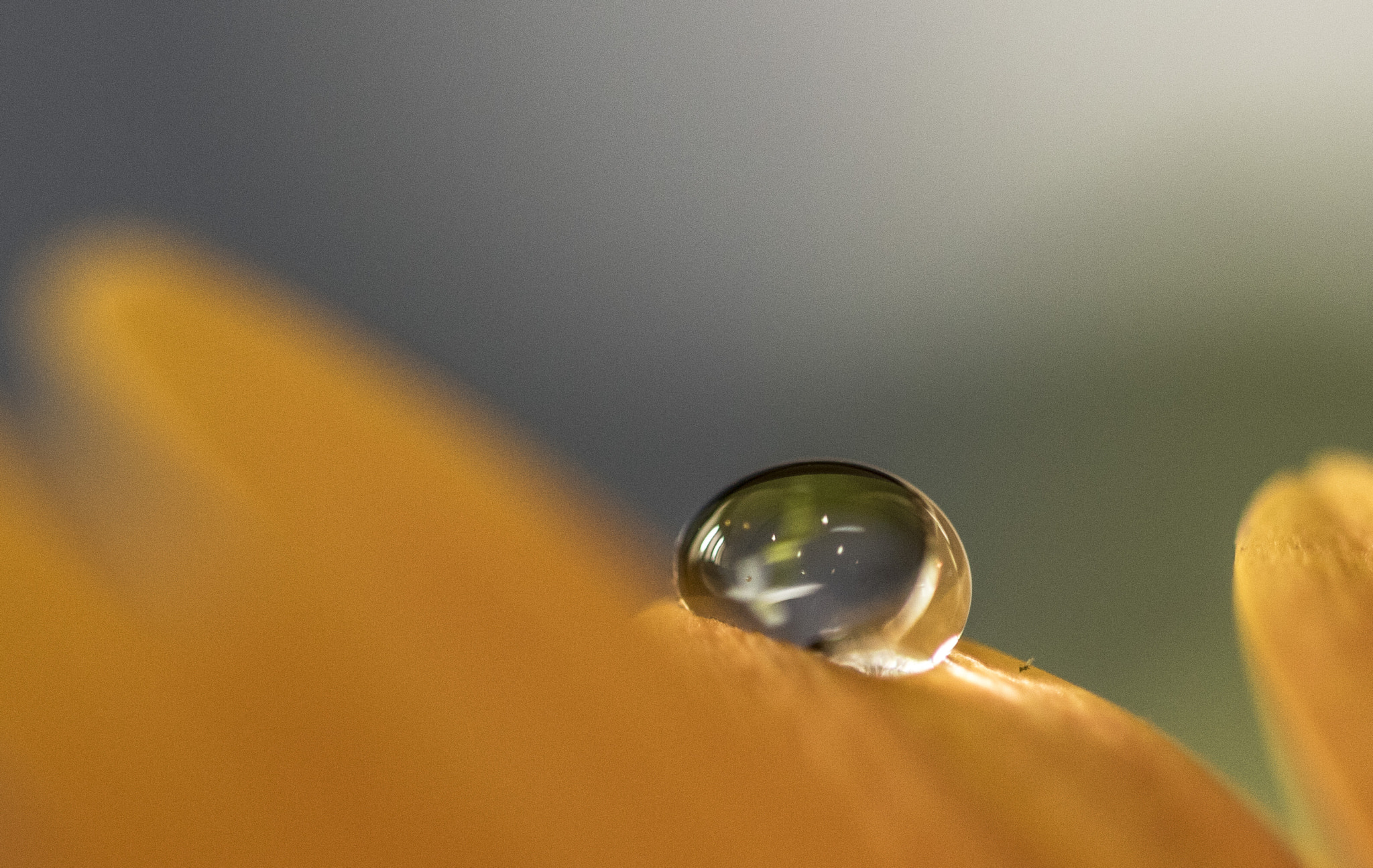 Canon EF 100mm F2.8L Macro IS USM sample photo. Drops photography