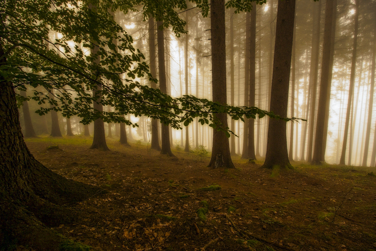 Canon EOS 50D sample photo. Morning photography