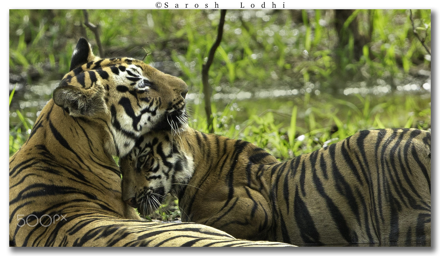 Canon EF 400mm F2.8L IS USM sample photo. Love me tender photography