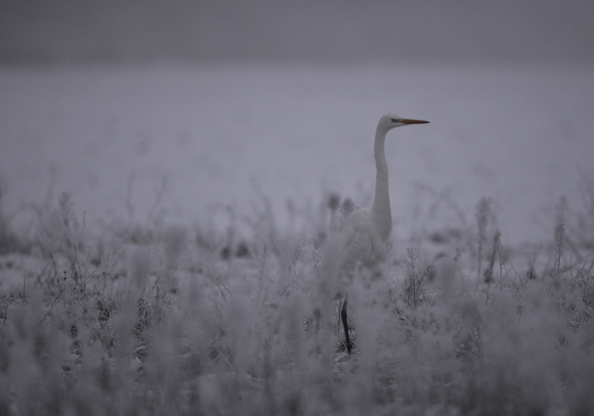 Nikon D610 + Nikkor 500mm f/4 P ED IF sample photo. Winter's tale photography