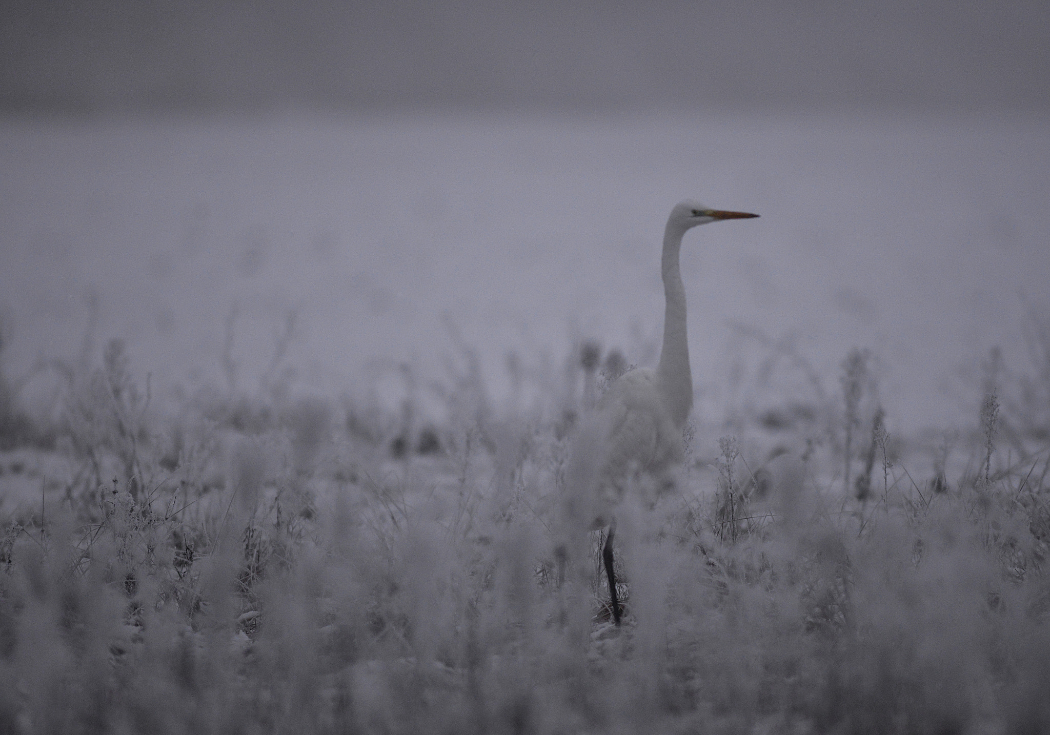 Nikkor 500mm f/4 P ED IF sample photo. Winter's tale photography