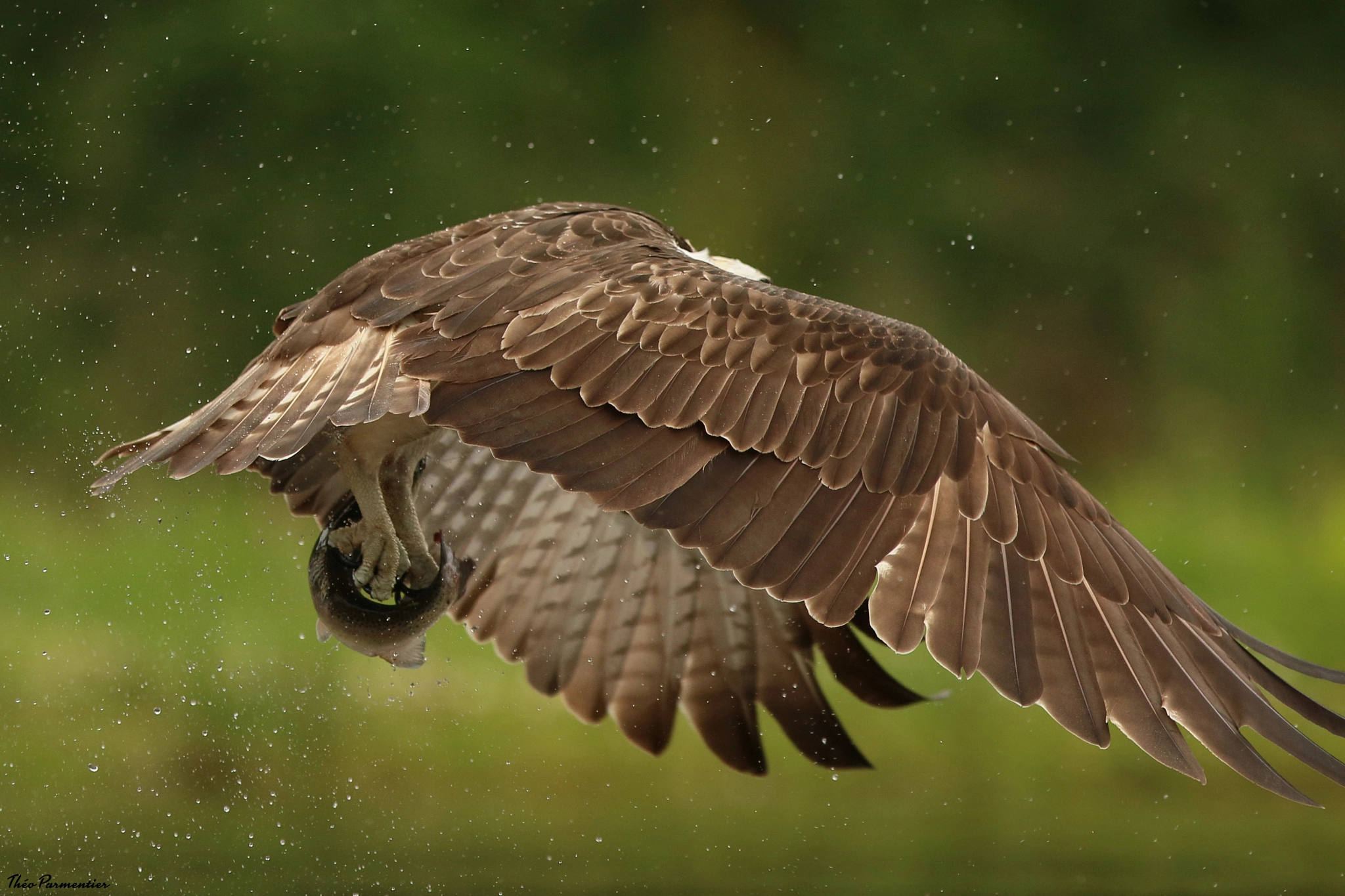 Canon EF 300mm F2.8L IS USM sample photo. Osprey / balbuzard pêcheur photography